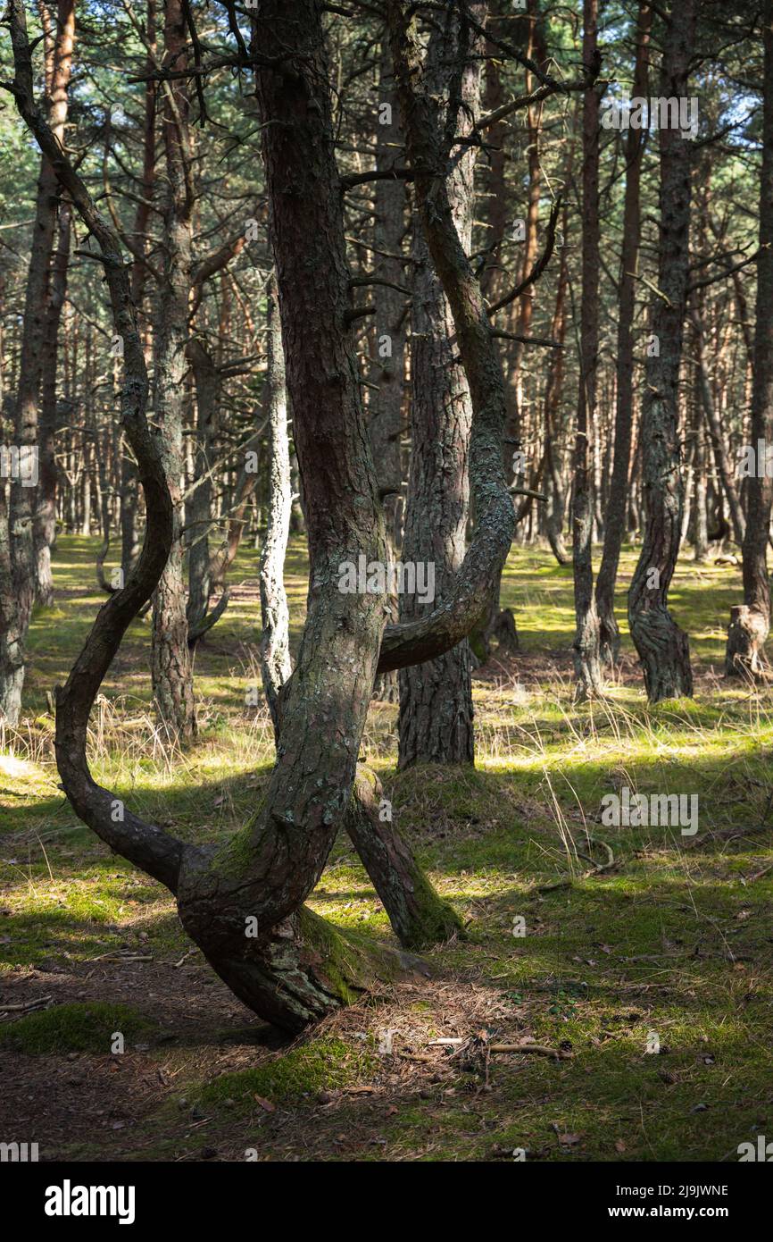 Die Landschaft des tanzenden Waldes. Es handelt sich um einen Kiefernwald an der Kurischen Nehrung im Gebiet Kaliningrad, Russland, der für seine ungewöhnlich verdrehten Bäume bekannt ist. Vertikal p Stockfoto