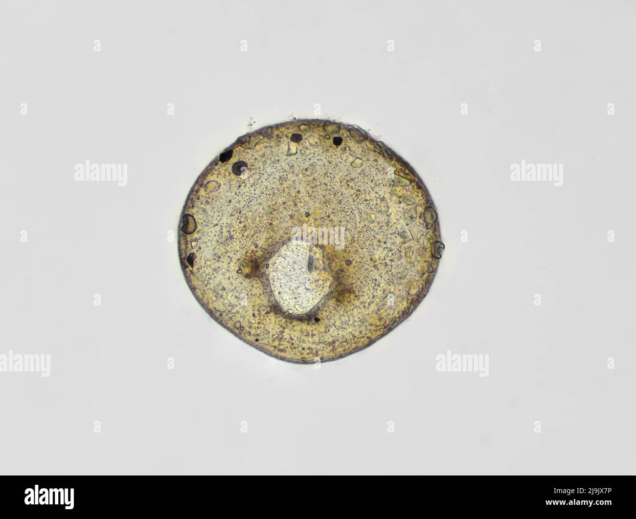 Testate Amöbenschale (Centropyxis sp.) aus einer Gartenbodenprobe, Hellfeld-Mikrograph Stockfoto
