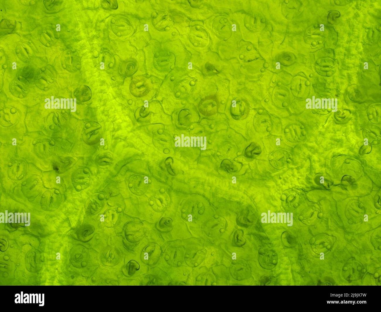 Magnolienblatt unter dem Mikroskop, zeigt zahlreiche Stomata; horizontales Sichtfeld beträgt etwa 0,61 mm Stockfoto