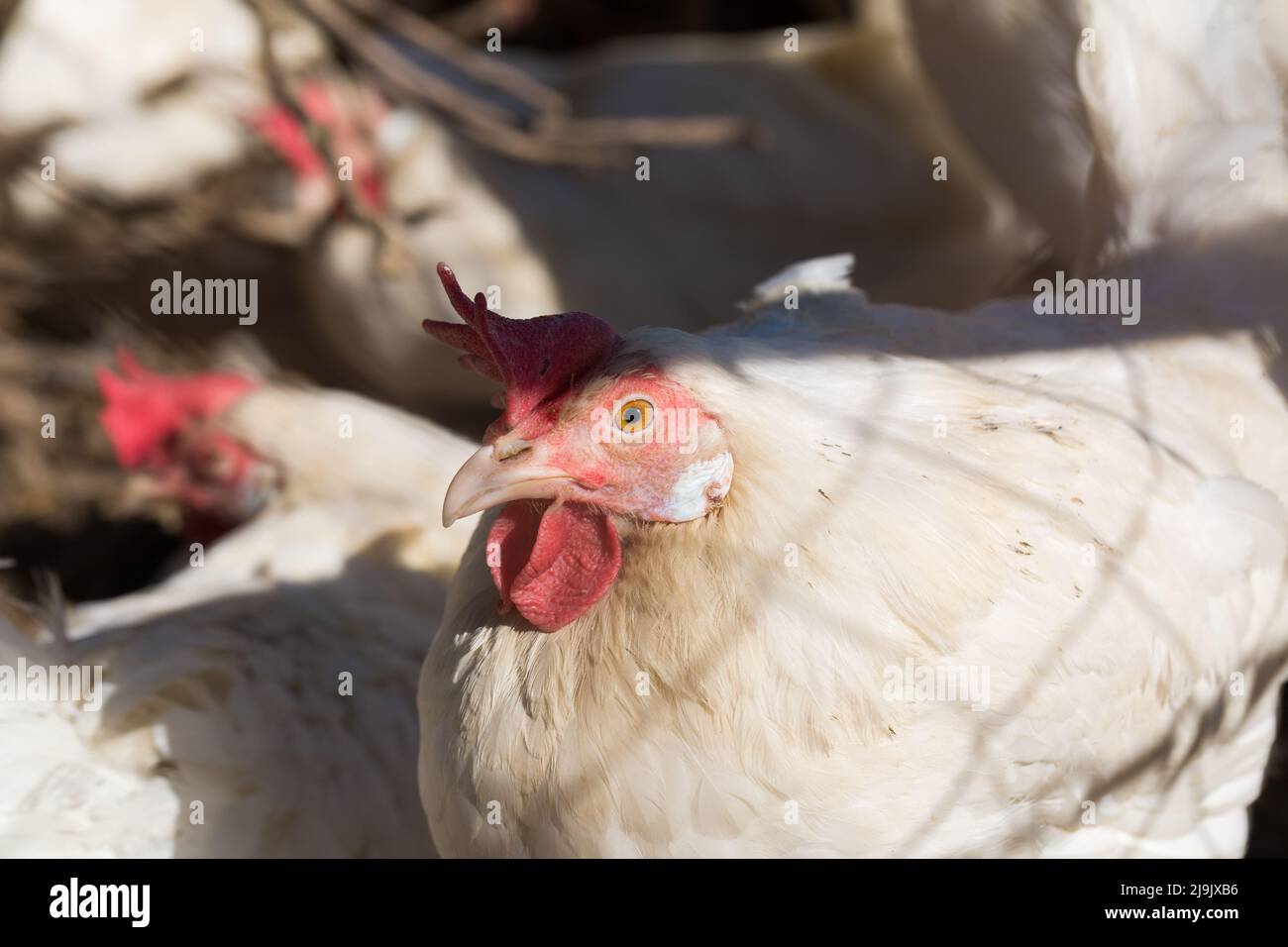 Weiße Henne mit Blick auf die Kamera. Mit dem Schatten eines Zauns auf ihrem Gefieder. Symbol für Geflügelzucht und Eierproduktion. Stockfoto