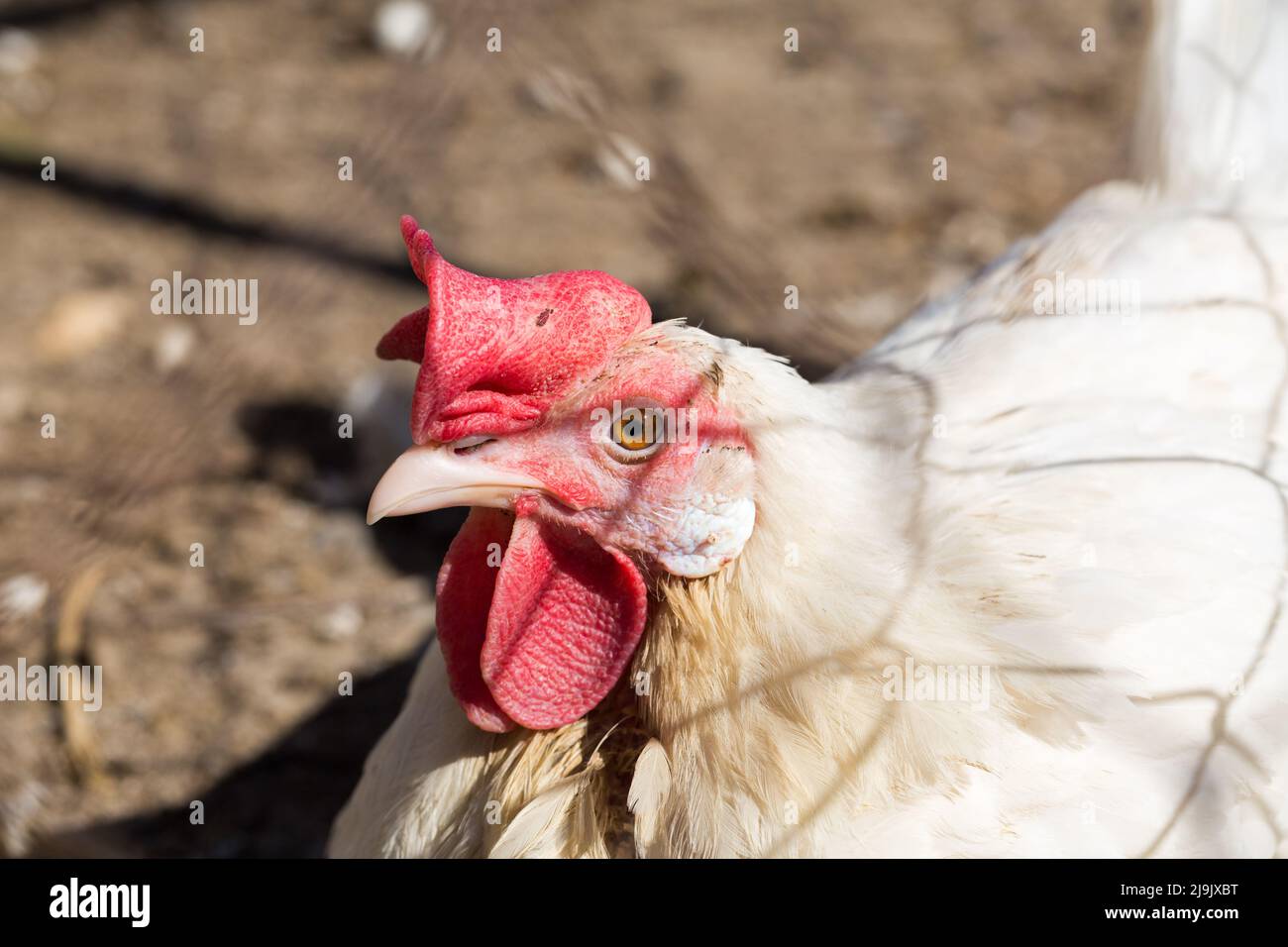 Nahaufnahme einer weißen Henne. Symbol für Geflügelzucht und Eierproduktion. Stockfoto