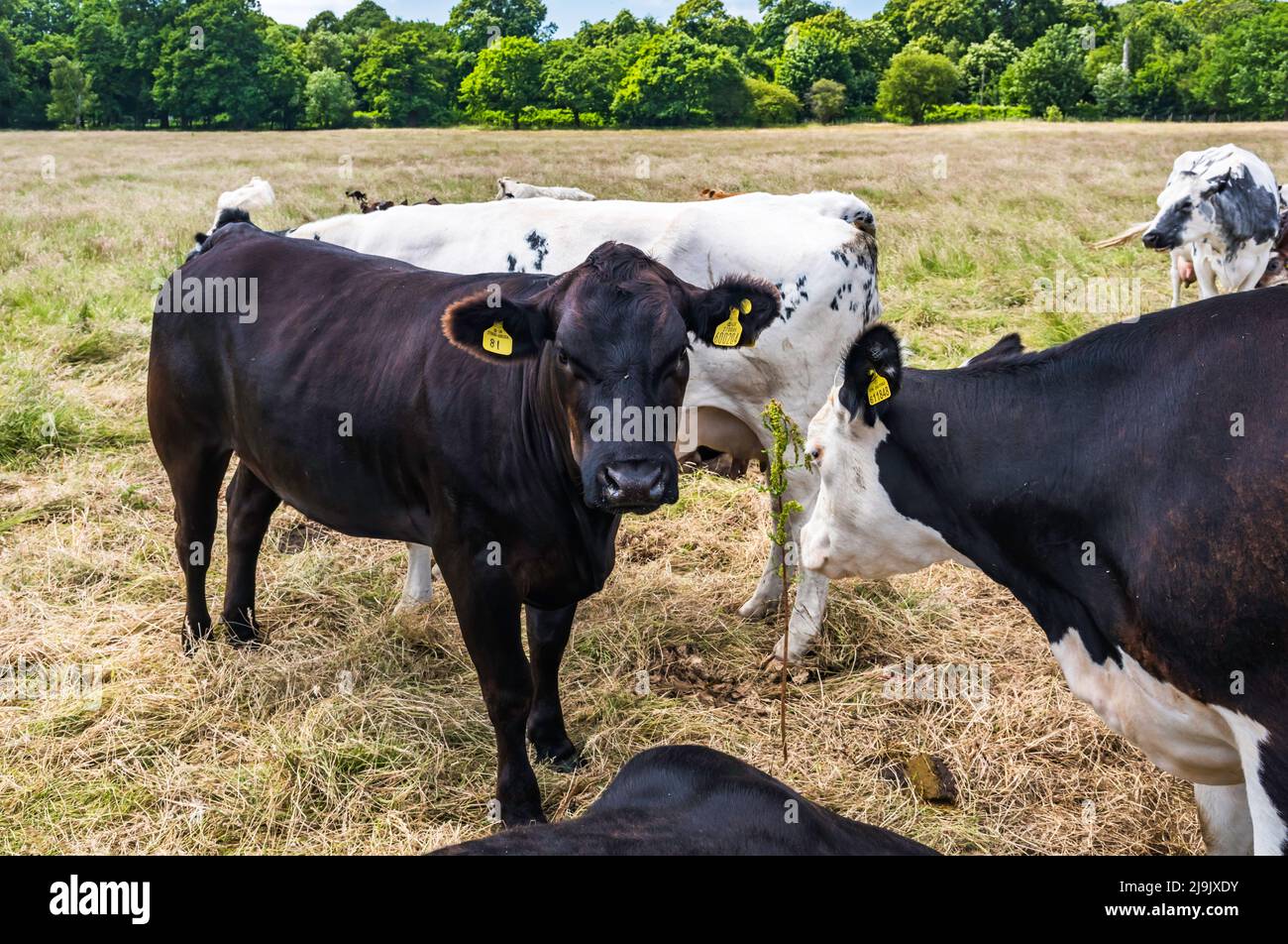 Kühe im Feld Stockfoto