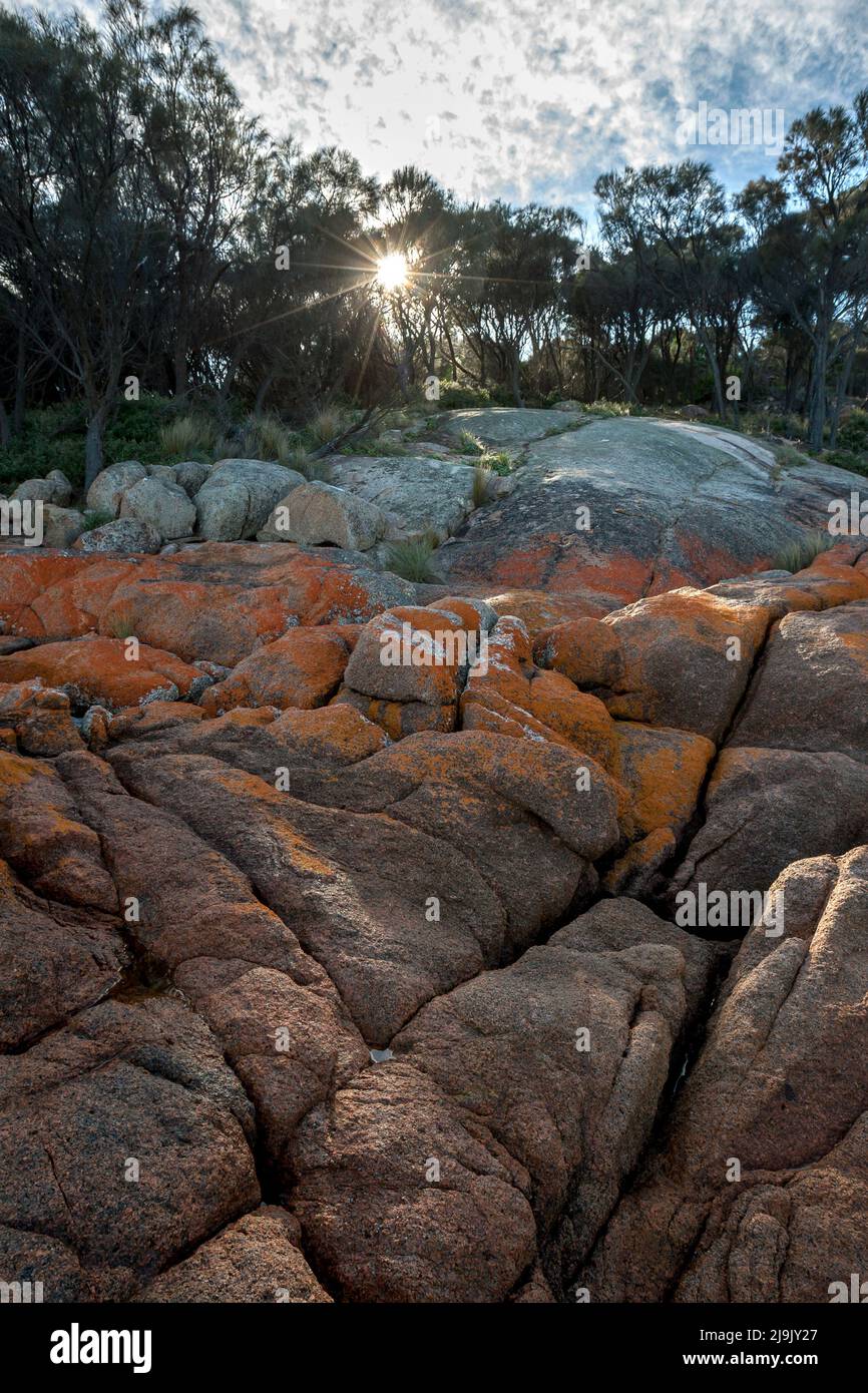 Flechten-bedeckter Granitfelsen an der Küste der Coles Bay an der Ostküste Tasmaniens in Australien. Stockfoto