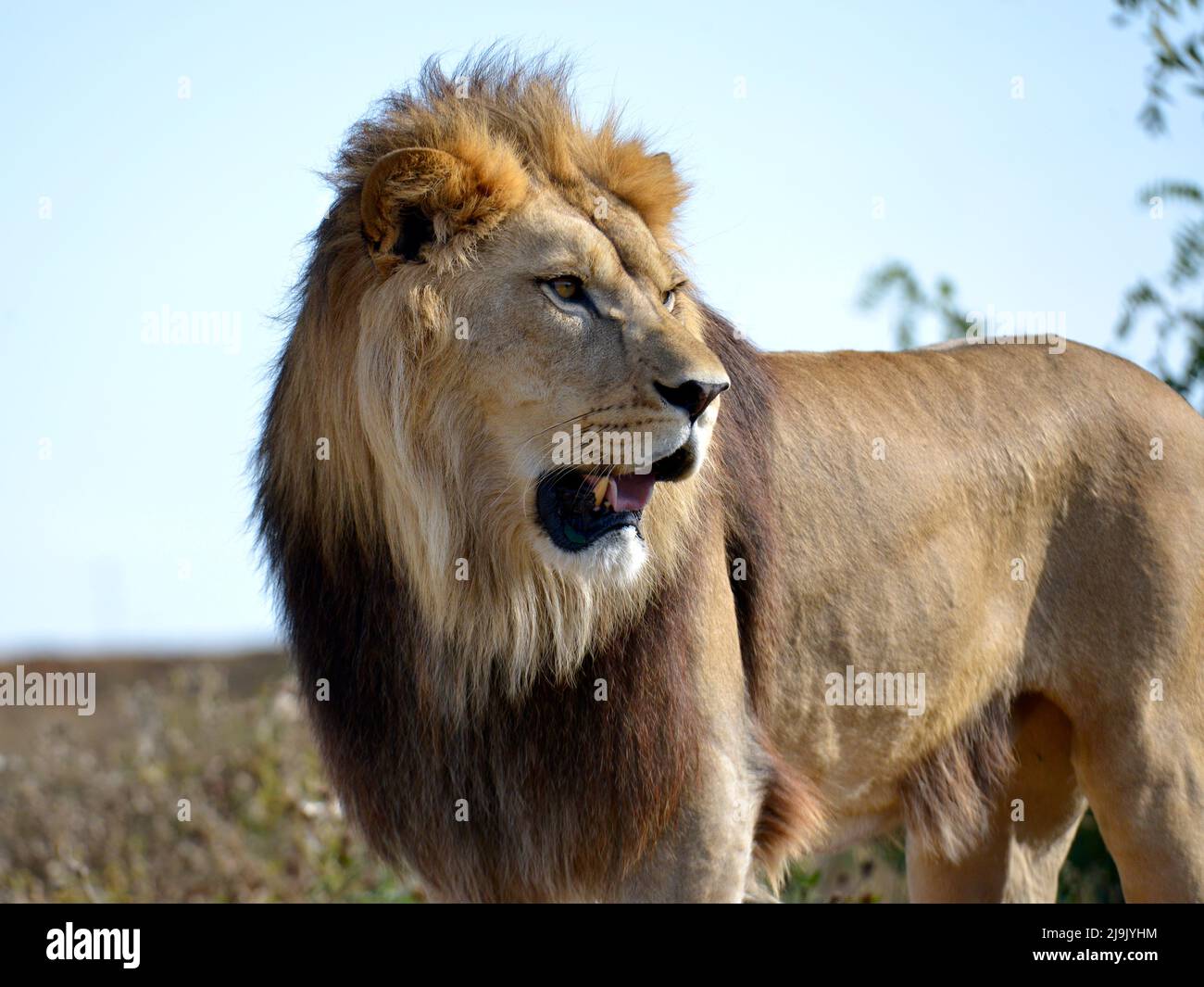 Löwe (Panthera leo), der den offenen Mund aufsteht Stockfoto