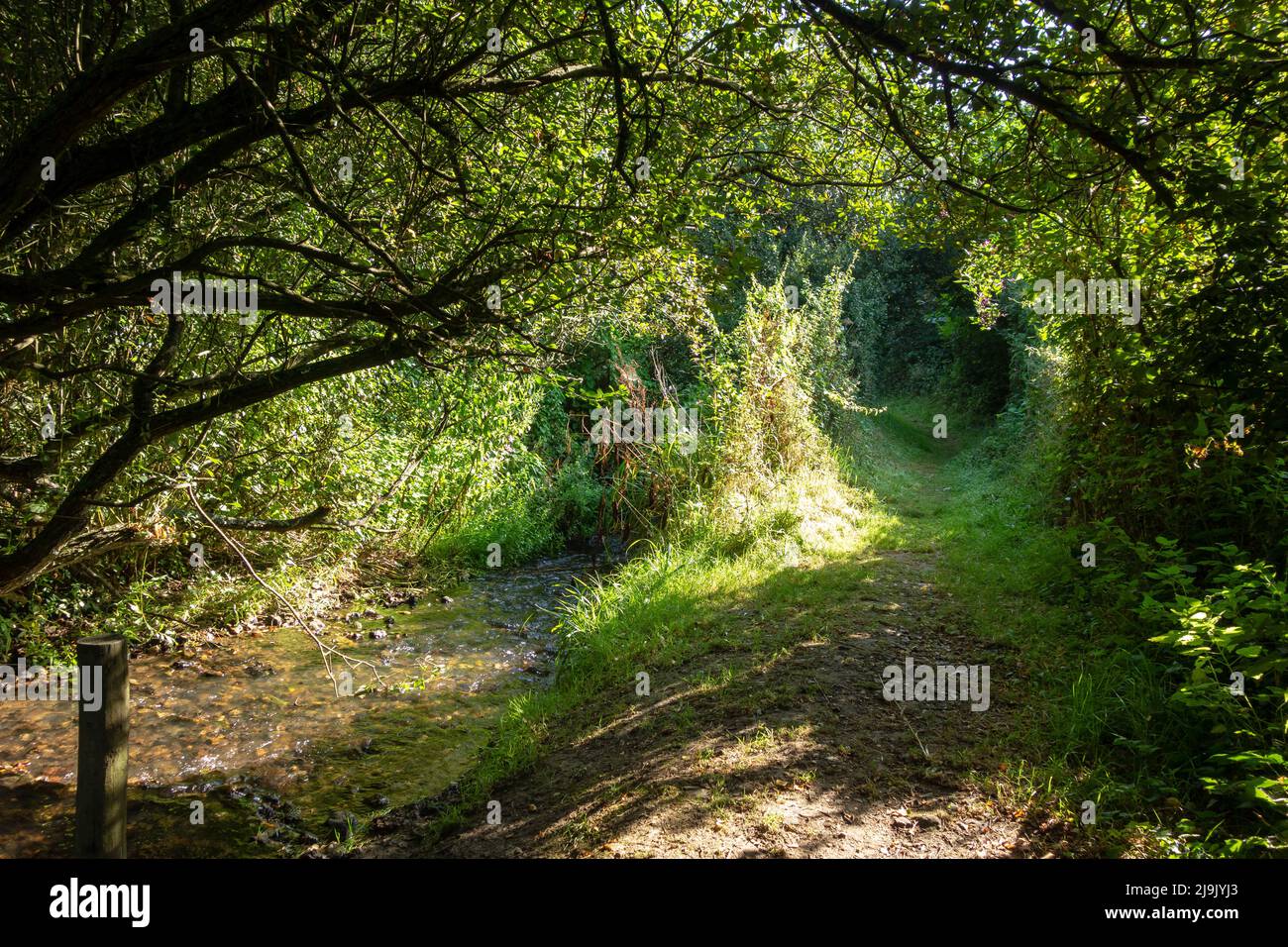 Ein enger Waldweg neben einem kleinen Bach mit strahltem Sonnenlicht und Schatten Stockfoto