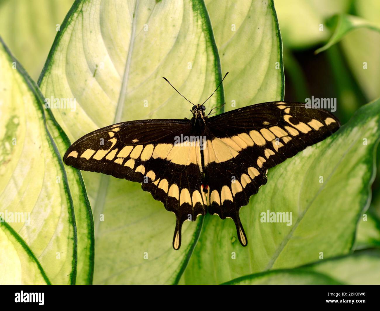 König Schwalbenschwanzschmetterling (Papilio thoas) auf Blatt Stockfoto