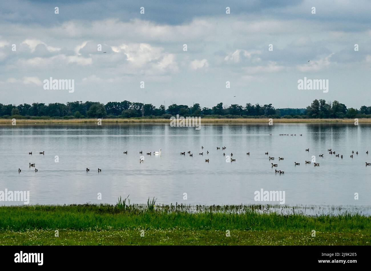 Havelaue, Deutschland. 17.. Mai 2022. Der Gülper-See im Nordwesten des Bezirks Havelland ist seit 1967 als Teil des Naturparks Westhavelland geschützt. Gülper See ist ein Rastplatz für Weißstirnergänse und Bohnengänse. Als Brut- und Rastplatz für Limousinen, Gänse, Enten und Kraniche führte sie zu ihrer Einstufung als Feuchtgebiet von internationaler Bedeutung (FIB) im Rahmen der Ramsar-Konvention. Quelle: Jens Kalaene/dpa/Alamy Live News Stockfoto