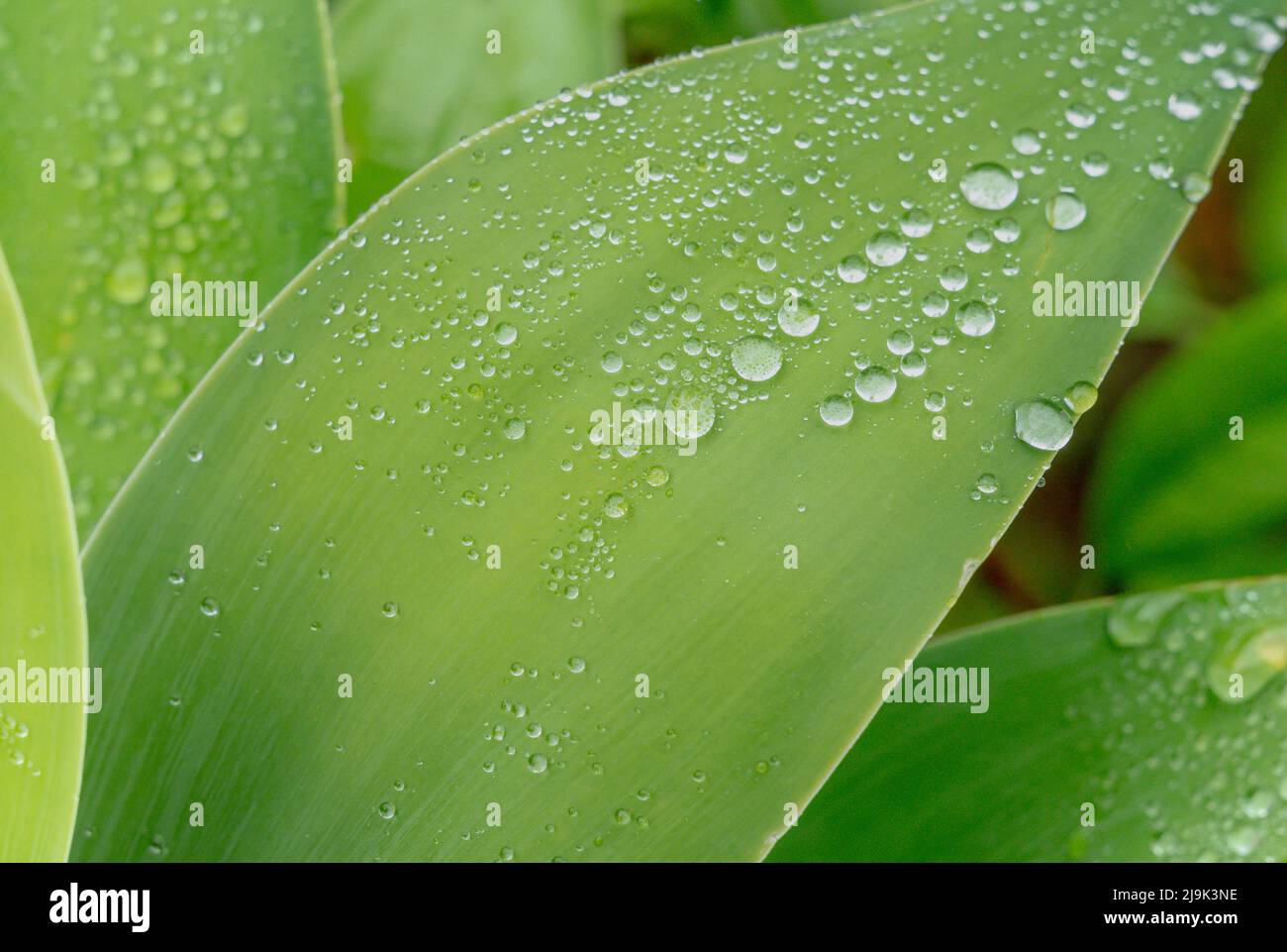 Nahaufnahme von Regenwassertröpfchen auf einem Agavenblatt (Agave attenuata) Stockfoto