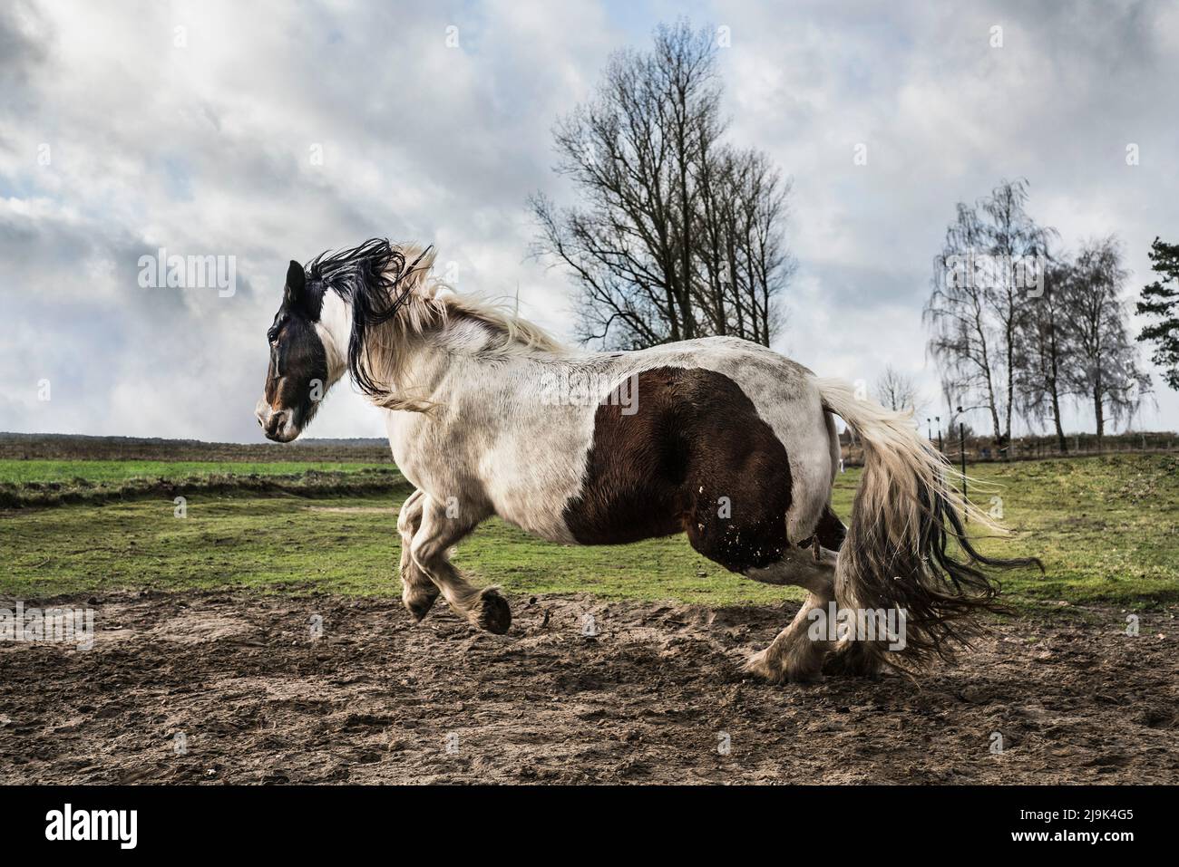 Majestic Paint Horse läuft auf der ländlichen Weide Stockfoto