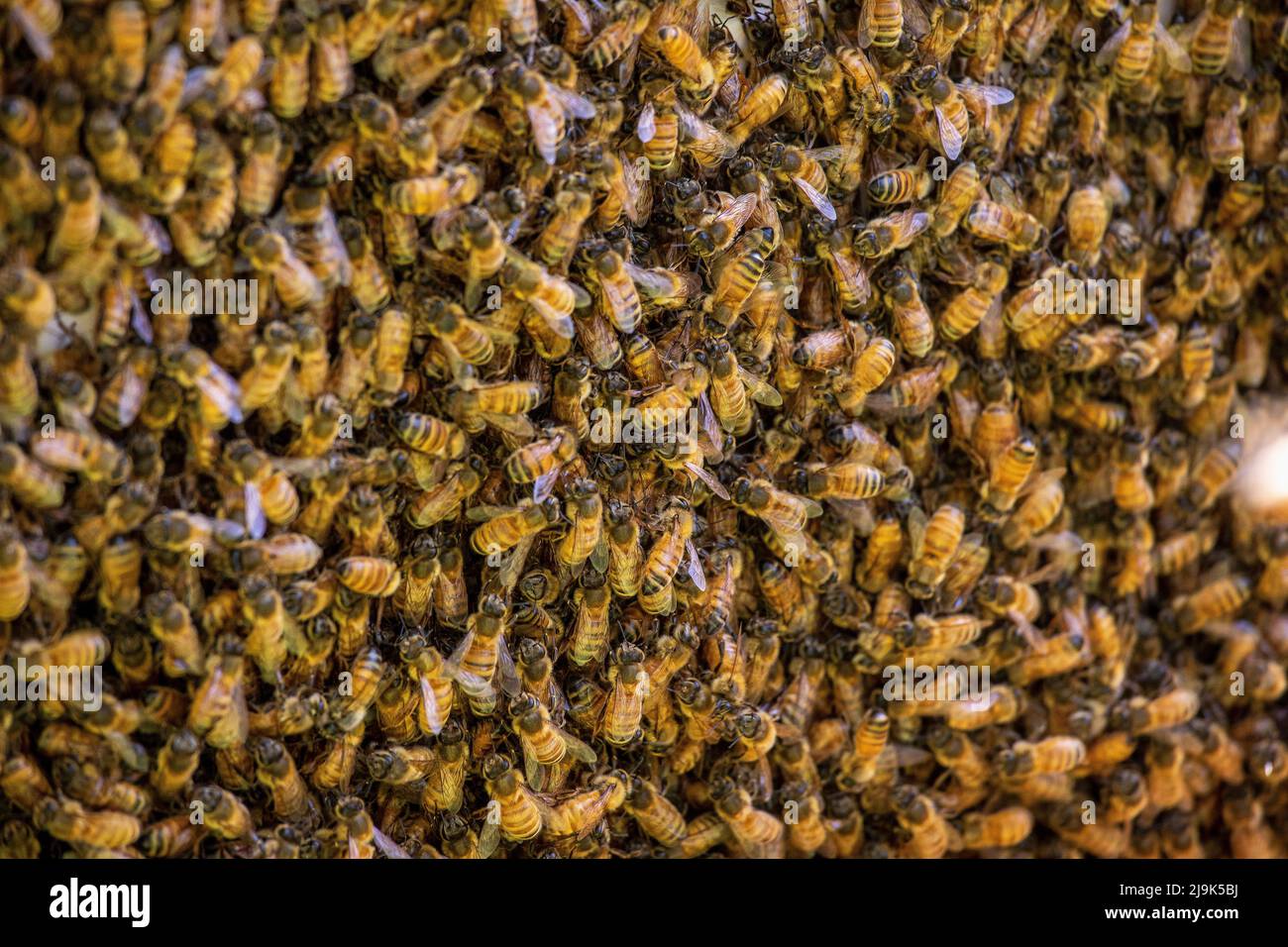Ligurische Bienen im Vollformat auf Bienenstock Stockfoto