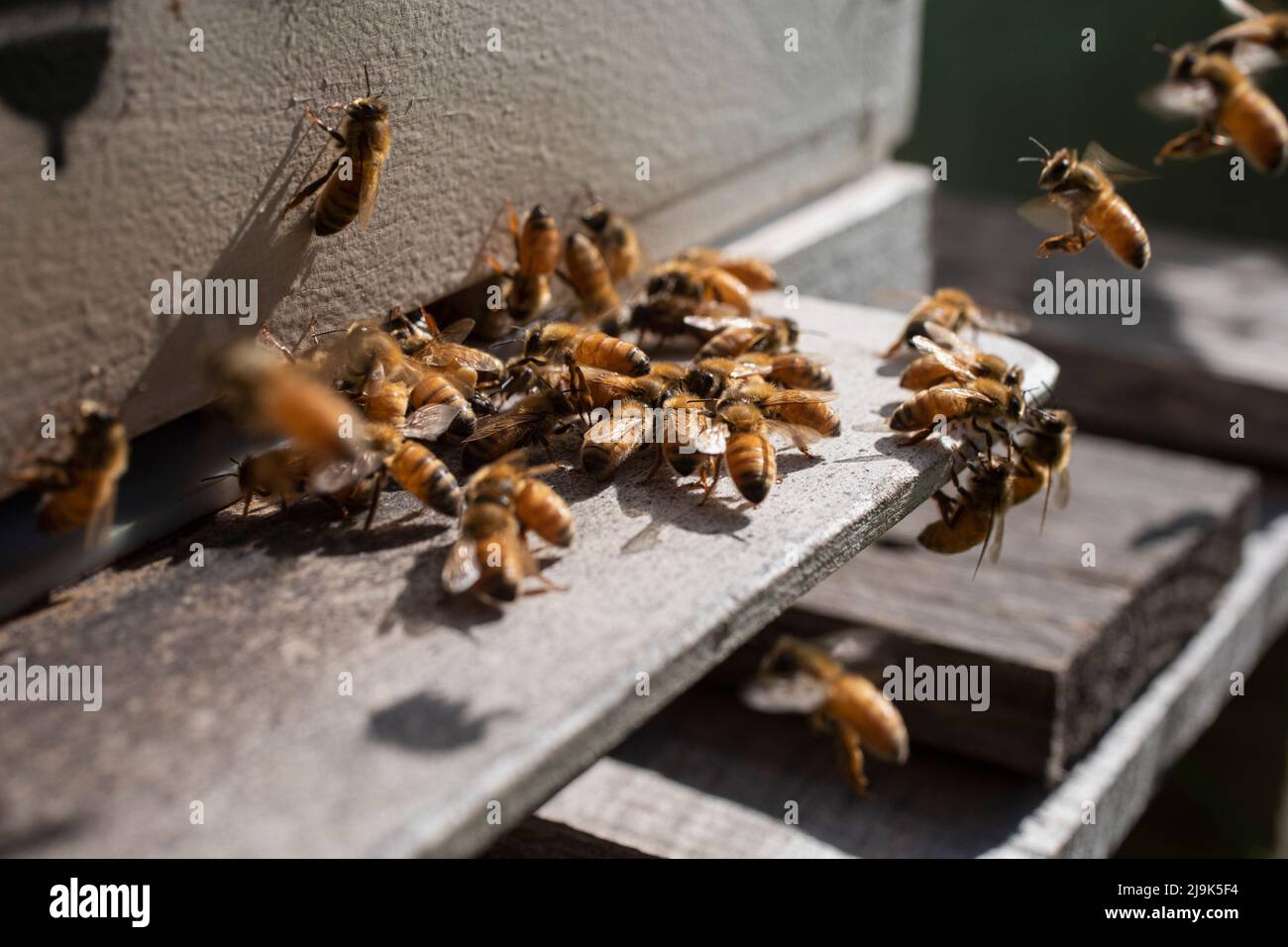 Nahaufnahme einer Bienengruppe außerhalb des sonnigen Bienenstocks Stockfoto