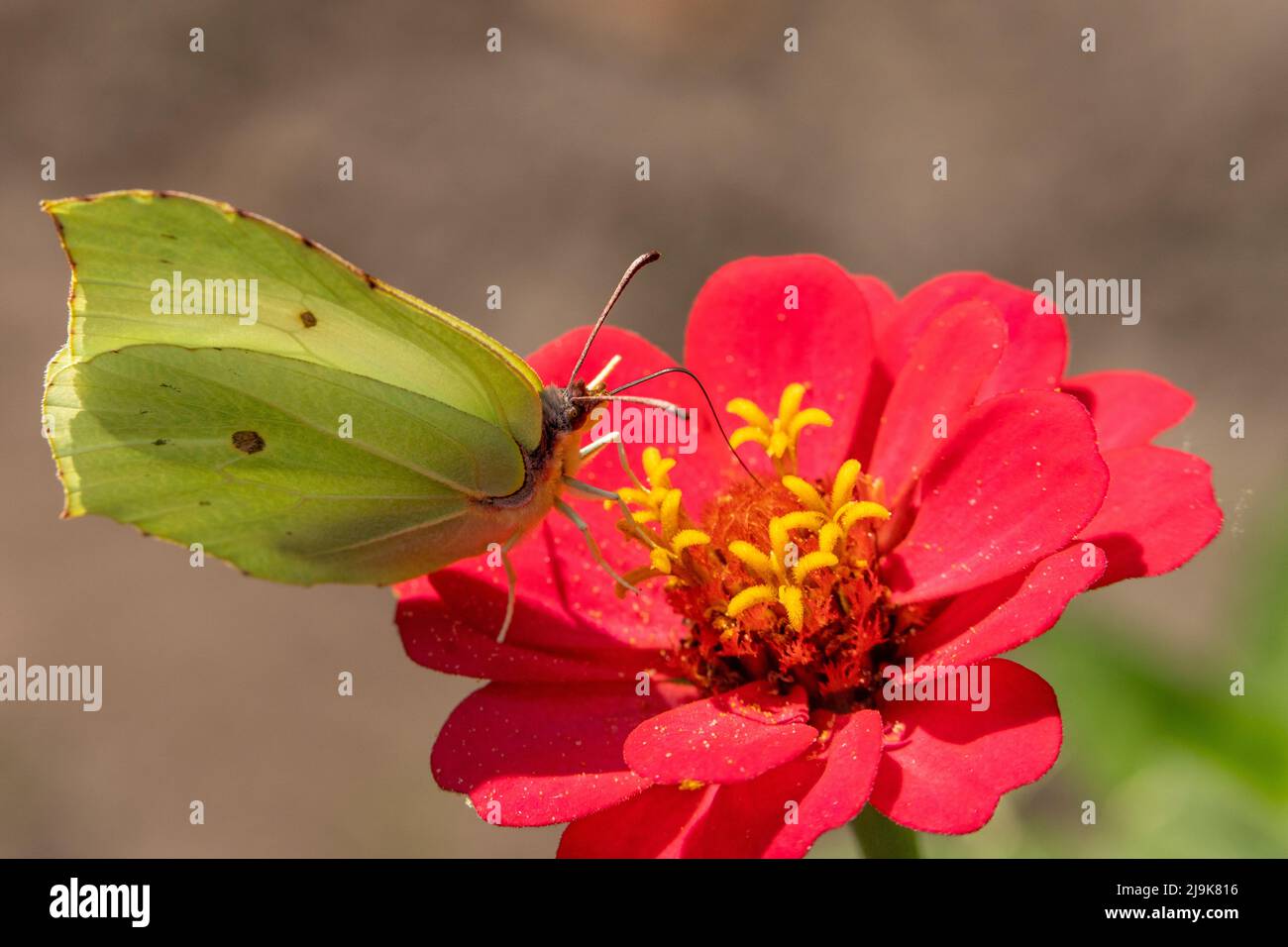 Schmetterling auf rosa Zinnia Blume mit hellen bunten unscharfen Bokeh Hintergrund. Zitronenschmetterling im Detail. Tierthemen. Stockfoto