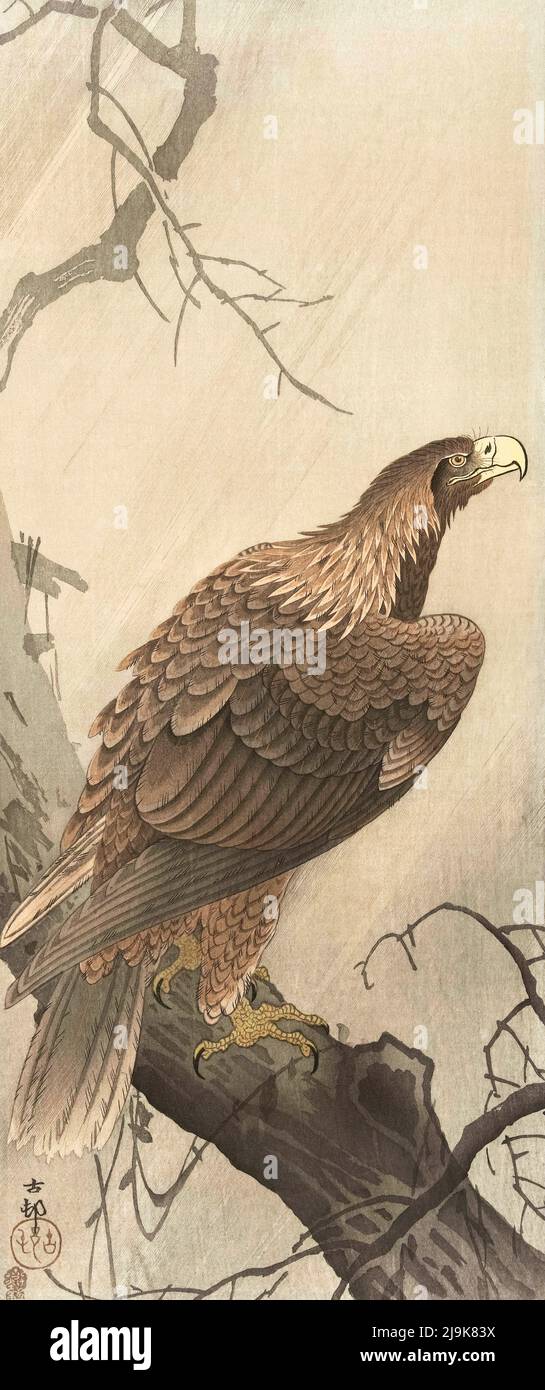 An Eagle on a Tree Branch, von der japanischen Künstlerin Ohara Koson, 1877 - 1945. Ohara Koson war Teil der Shin-Hanga- oder New Prints-Bewegung. Stockfoto