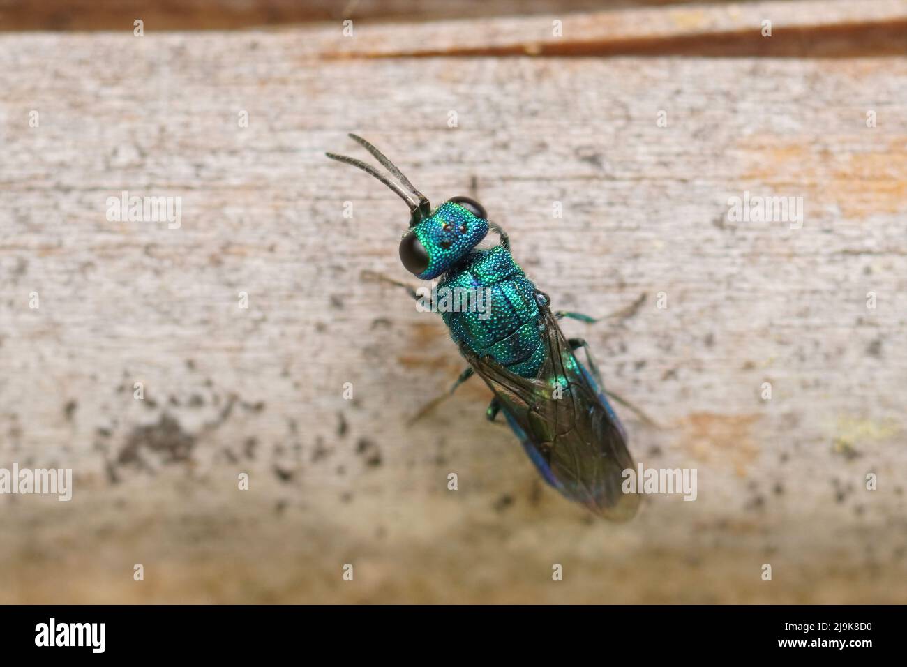 Nahaufnahme einer kleinen metallischen grünen Kuckuckwespe, der Trichrysis cyanea, die Parasiten auf der Jagd nach Trypoxylon-Wespen brüten und auf dem Bienenhotel sitzen Stockfoto