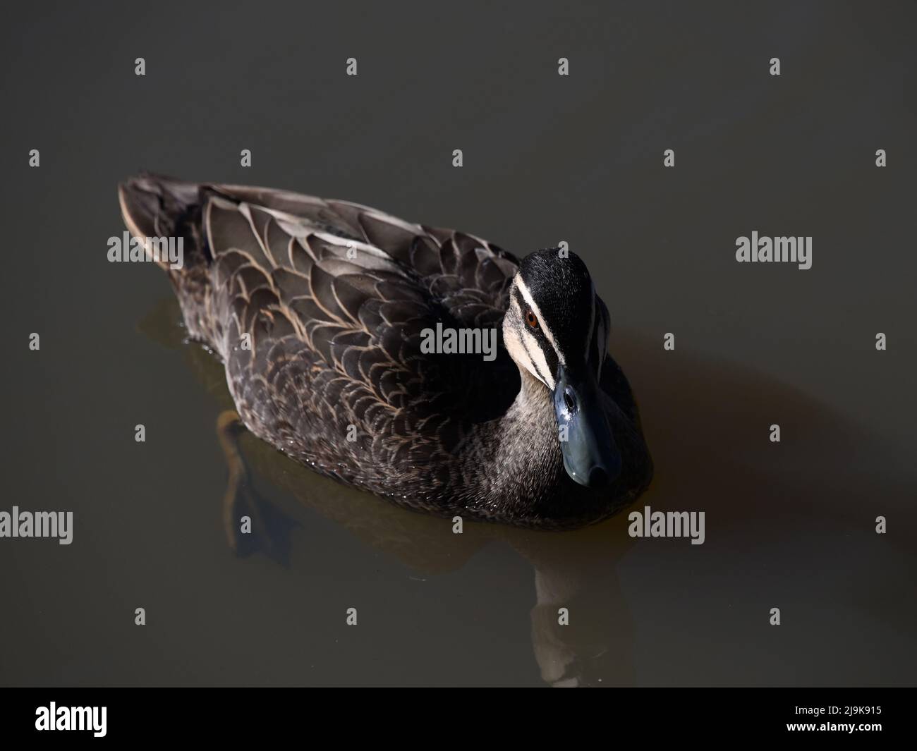 Blick auf die Oberseite einer pazifischen schwarzen Ente (anas superciliosa), fokussiert auf ihren Kopf, während sie im stillen Wasser eines dunklen Sees schwimmt Stockfoto