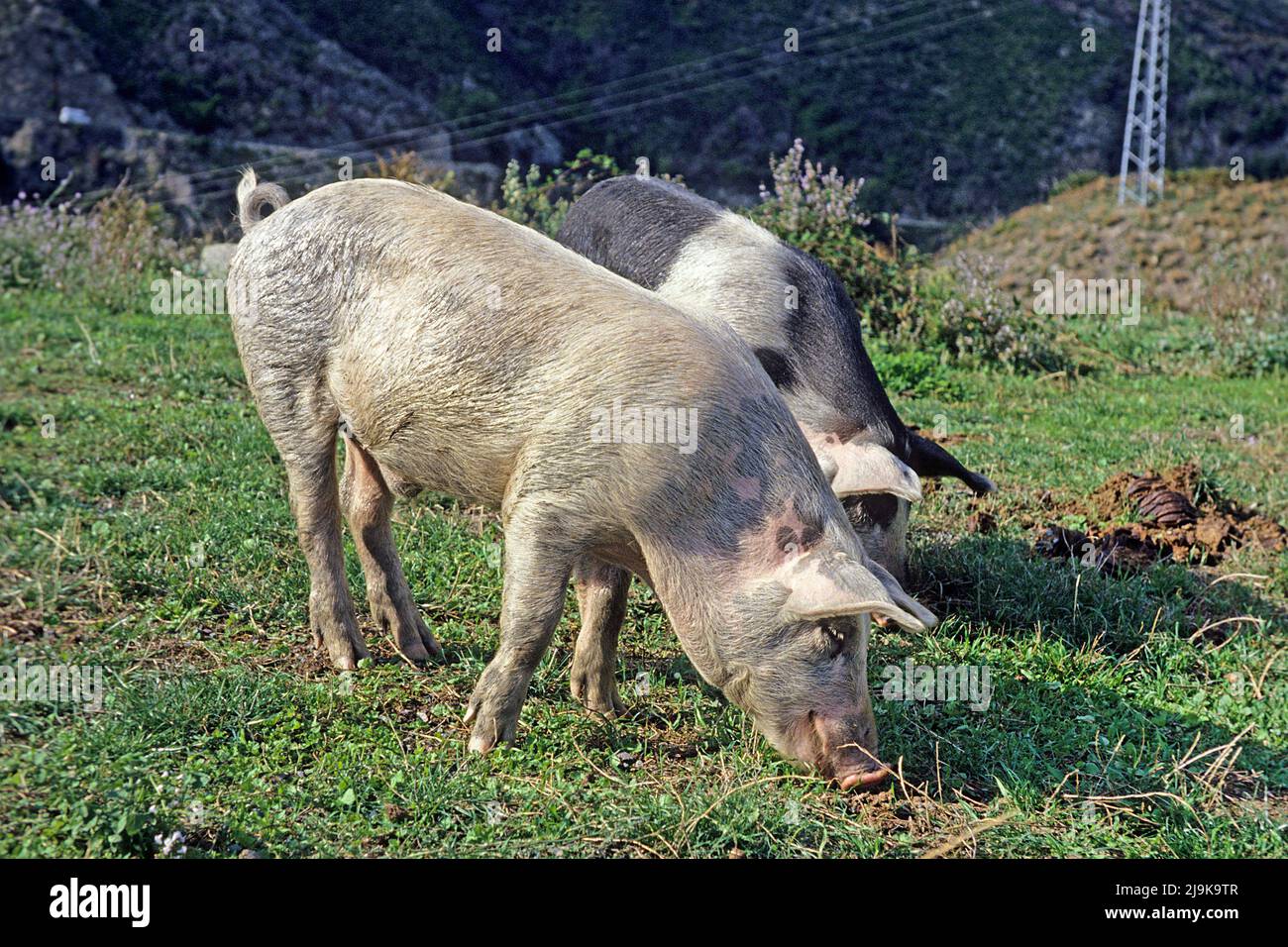 Frei lebende Hausschweine essen Kastanien auf einer Wiese, Korsika, Frankreich, Mittelmeer, Europa Stockfoto