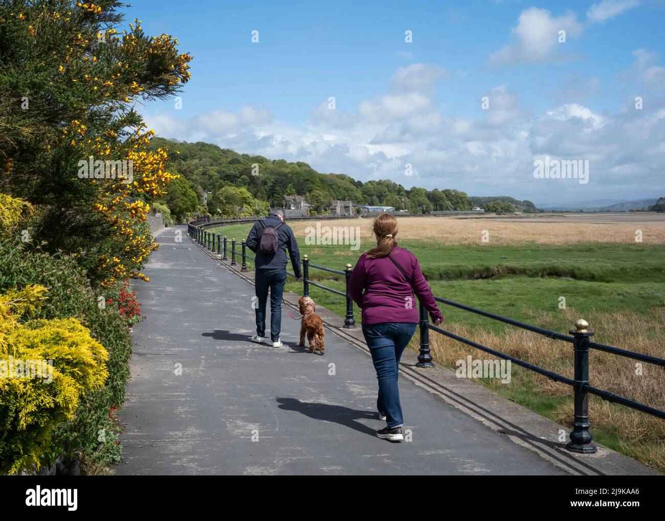 Mit dem Hund auf einen Spaziergang entlang der leeren „Sandpromenade“ in Grange-over-Sands, Cumbria, Großbritannien Stockfoto