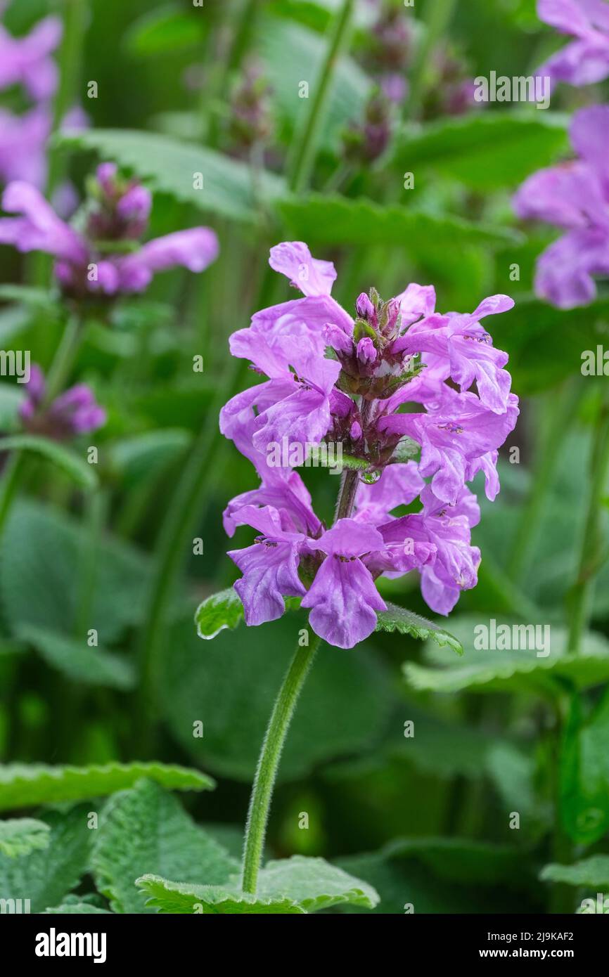 Stachys macrantha 'Superba', Stachys grandiflora 'superba', betony 'Superba'. Tief rosig-violette Blüten mit Kapuze in dichten Ähren. Stockfoto