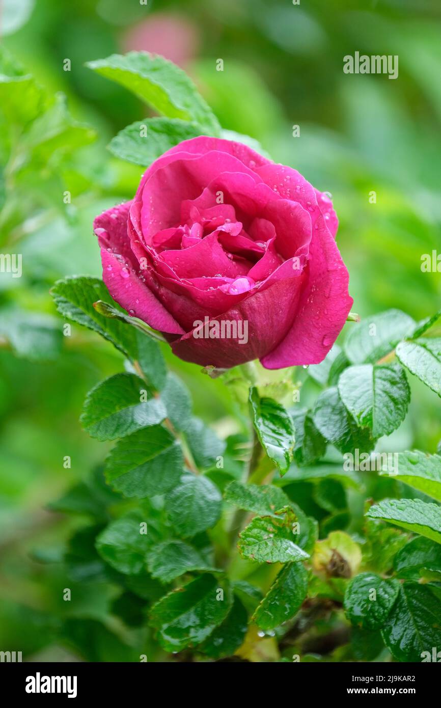 Rosa 'Hansa', Rosa rugosa 'Hansa', Rose 'Hansa'. Suckernde, sommergrüne Rugosa-Rose, tiefe rosa-violette Doppelblüten. Stockfoto