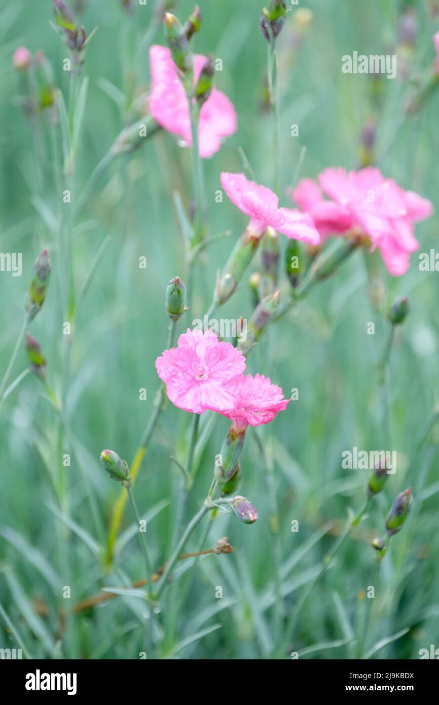 Dianthus 'Freda Woodliffe', tiefrosa Dianthus. Stockfoto