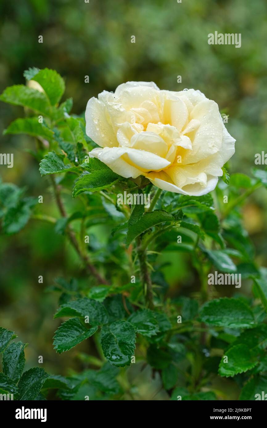 Rosa rugosa 'Agnes'. Sehr große Strauchrose 'Agnes', voll doppelte, gelb-bernsteinfarbene Blüten Stockfoto