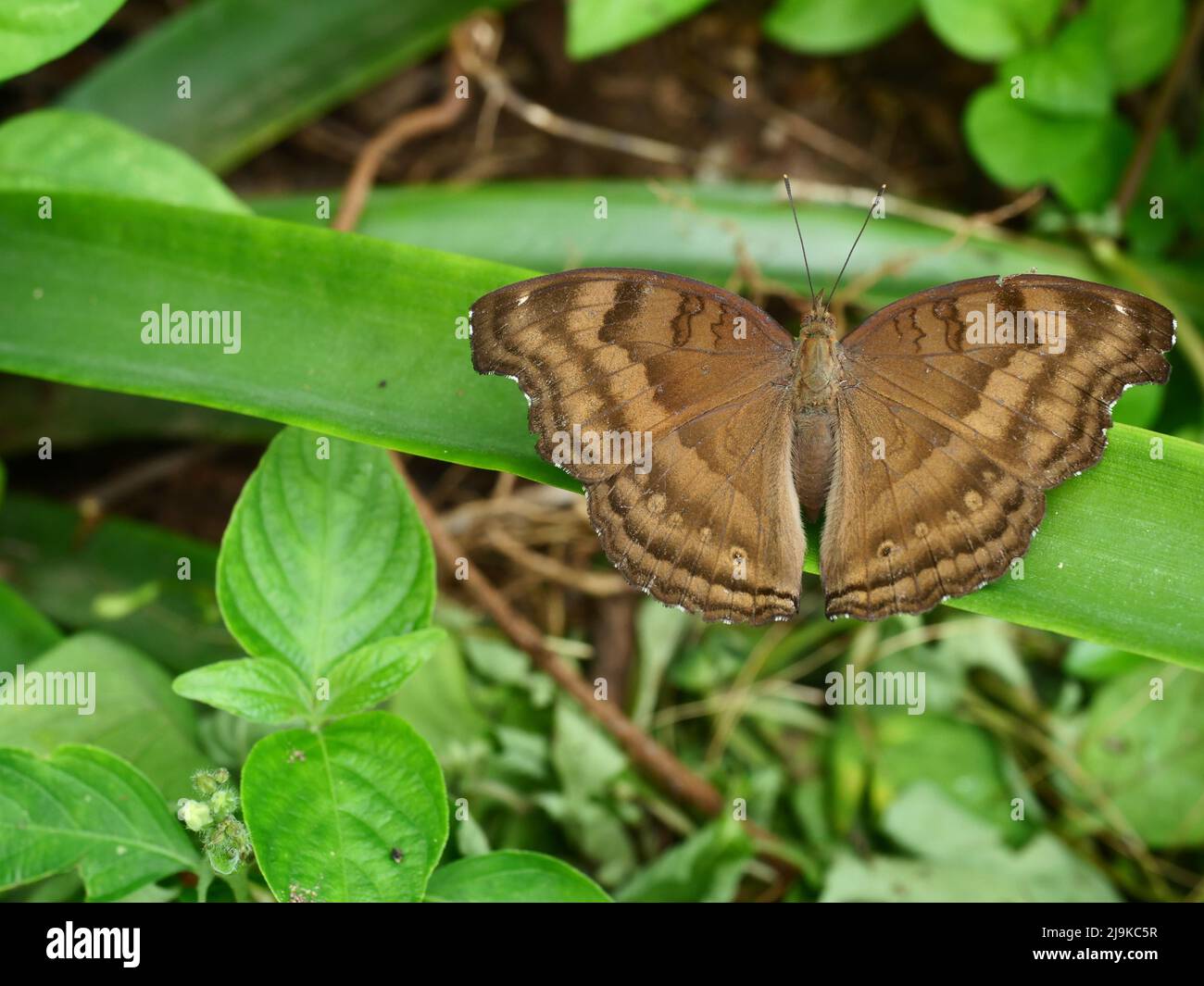 Der Schoko-Stiefmütterchen ( Junonia iphita ) Schmetterling auf Blatt mit natürlichem grünem Hintergrund, brauner Streifen auf den sich ausbreitenden Flügeln eines tropischen Insekts Stockfoto