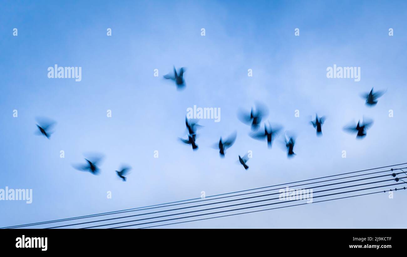 Vögel fliegen weg von den Stromleitungen. Aufnahme eines Bildes mit langsamer Verschlusszeit für Bewegungsunschärfen. Stockfoto