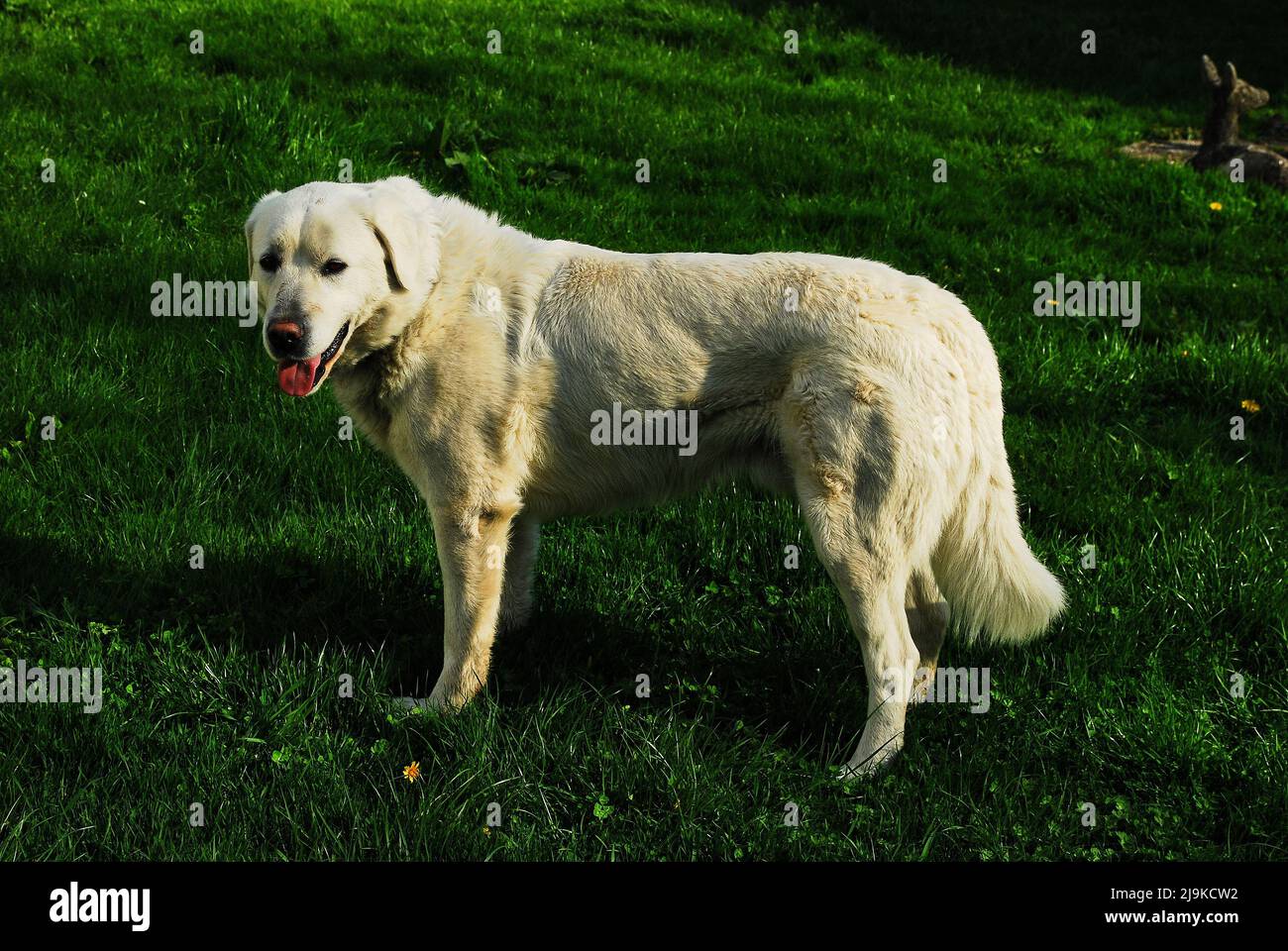 Weiße Schafe Landwirtschaft Hund slowakischen chuvach aus der artischen Wölfe abgeleitet Stockfoto