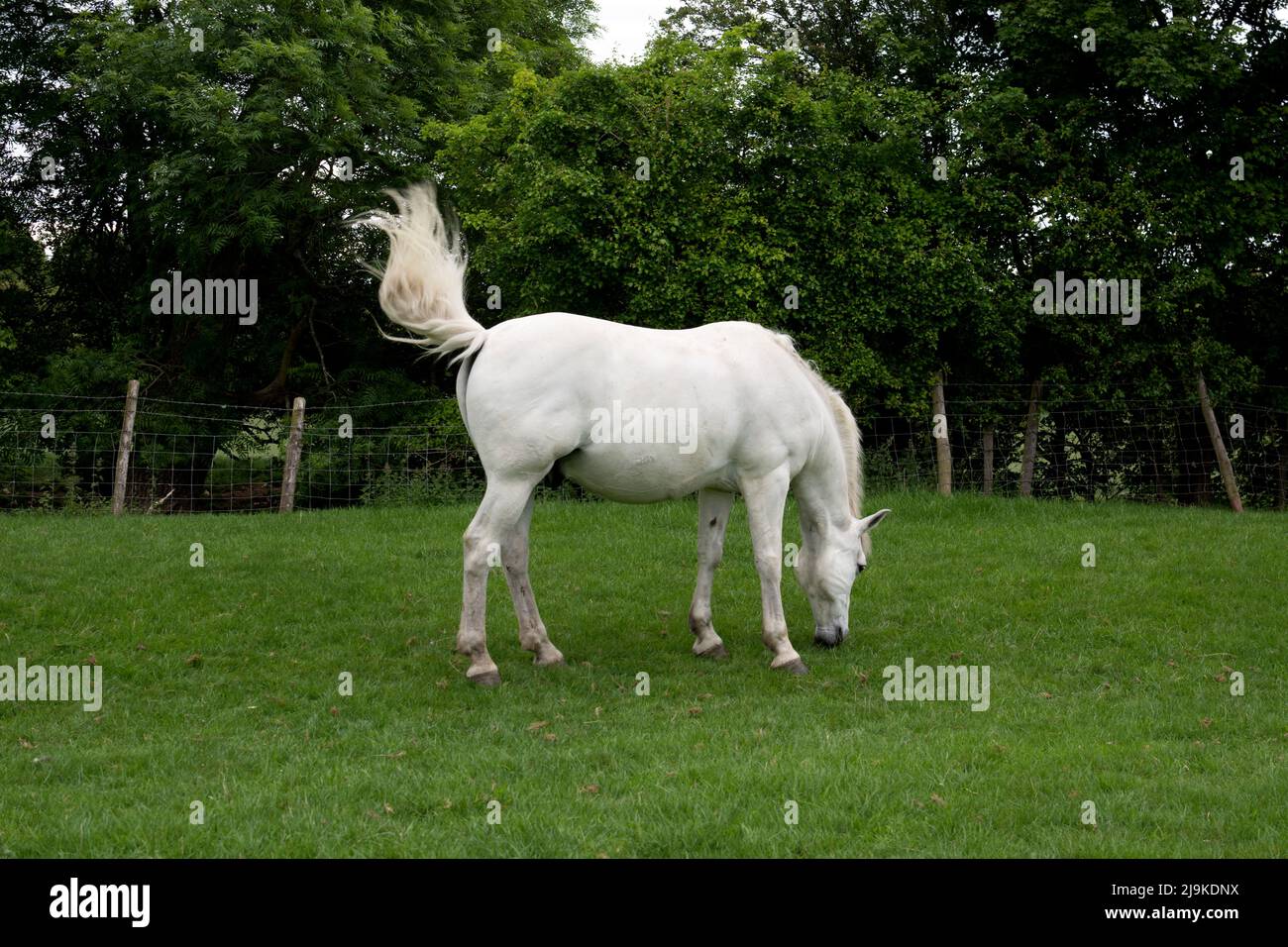 Ein graues Pferd, das seinen Schwanz schwingt, Warwickshire, Großbritannien Stockfoto