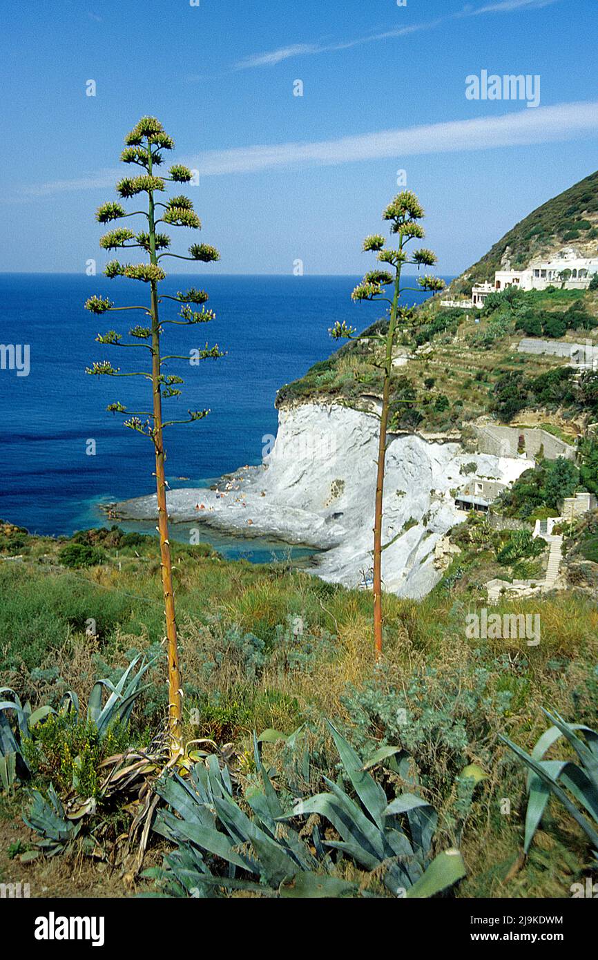Blick vom Gipfel der Santa Maria auf die steile Küste, Agave (Agave americana), Ponza, Insel, Süditalien, Italien, Tyrrhenisches Meer, Mittelmeer Stockfoto
