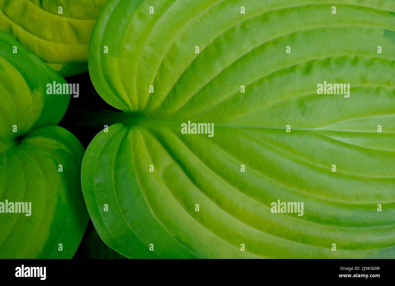 Leuchtend grüne Hostablätter im englischen Garten, norfolk, england Stockfoto