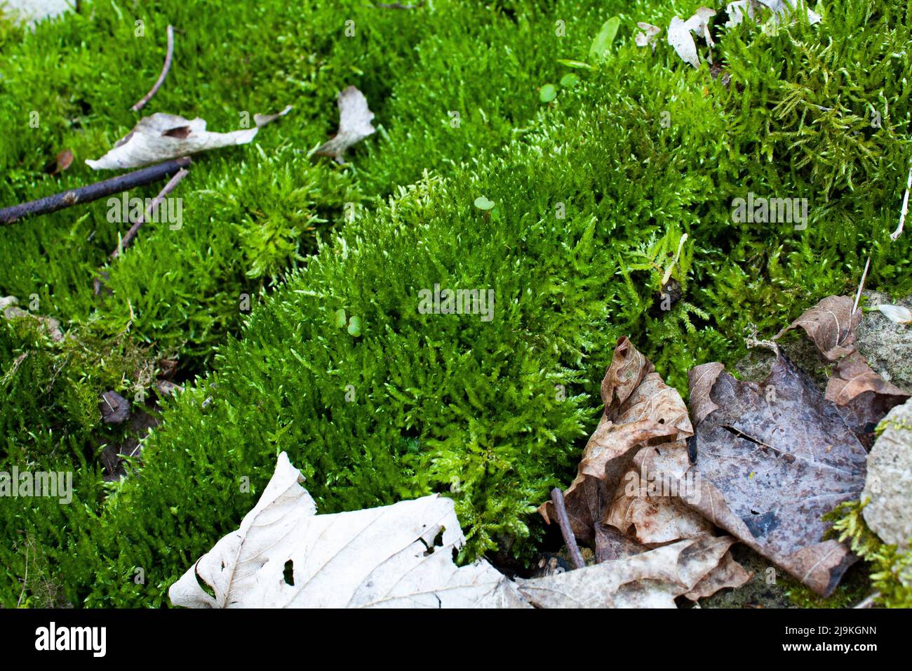 Weiches Moos Stockfoto
