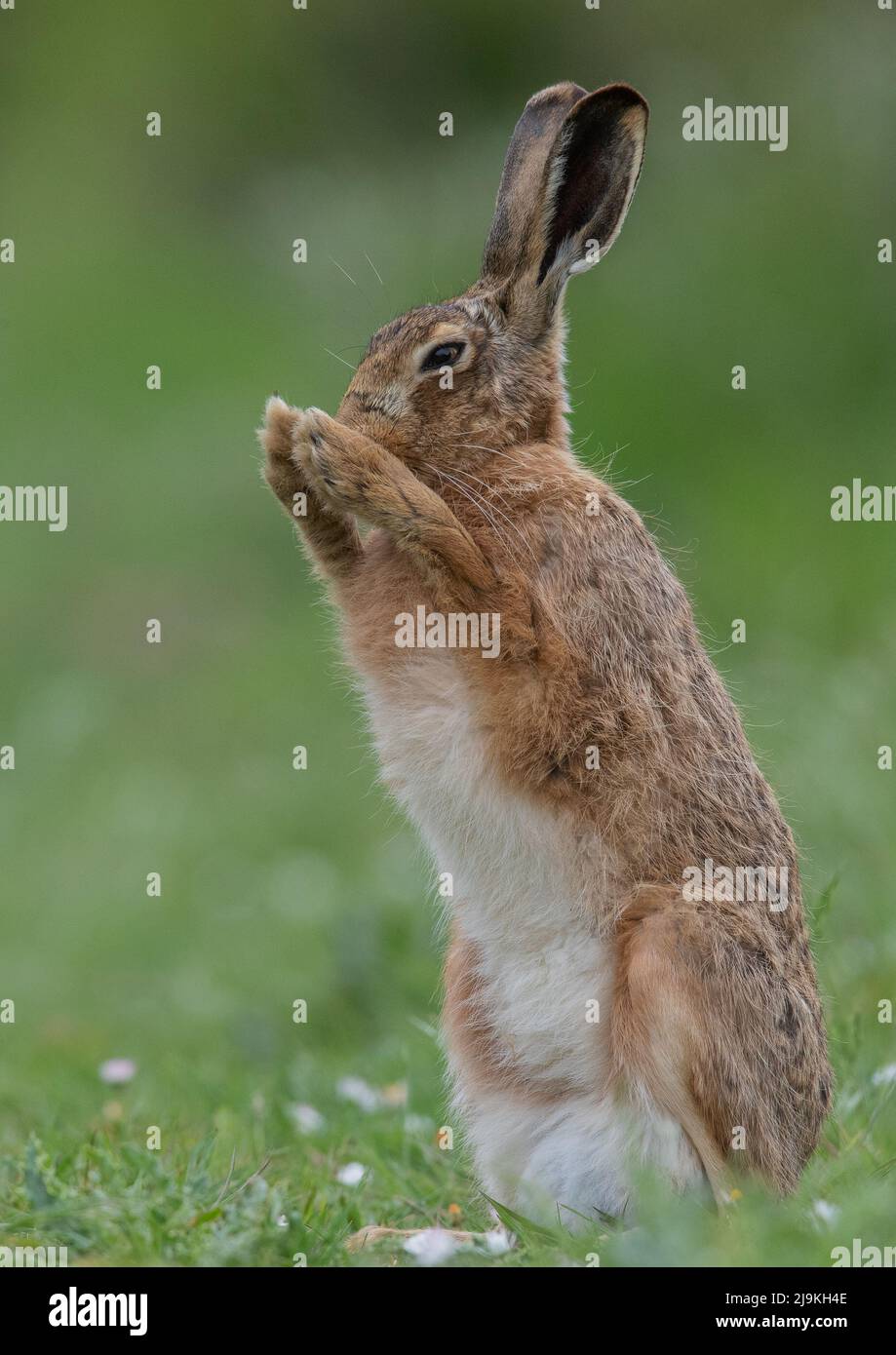Ein brauner Hase ( Lepus europaeus), der aussieht, als würde er ein Gebet sagen. Auf den Hinterbeinen mit den Pfoten zusammen stehen. Suffolk, Großbritannien Stockfoto