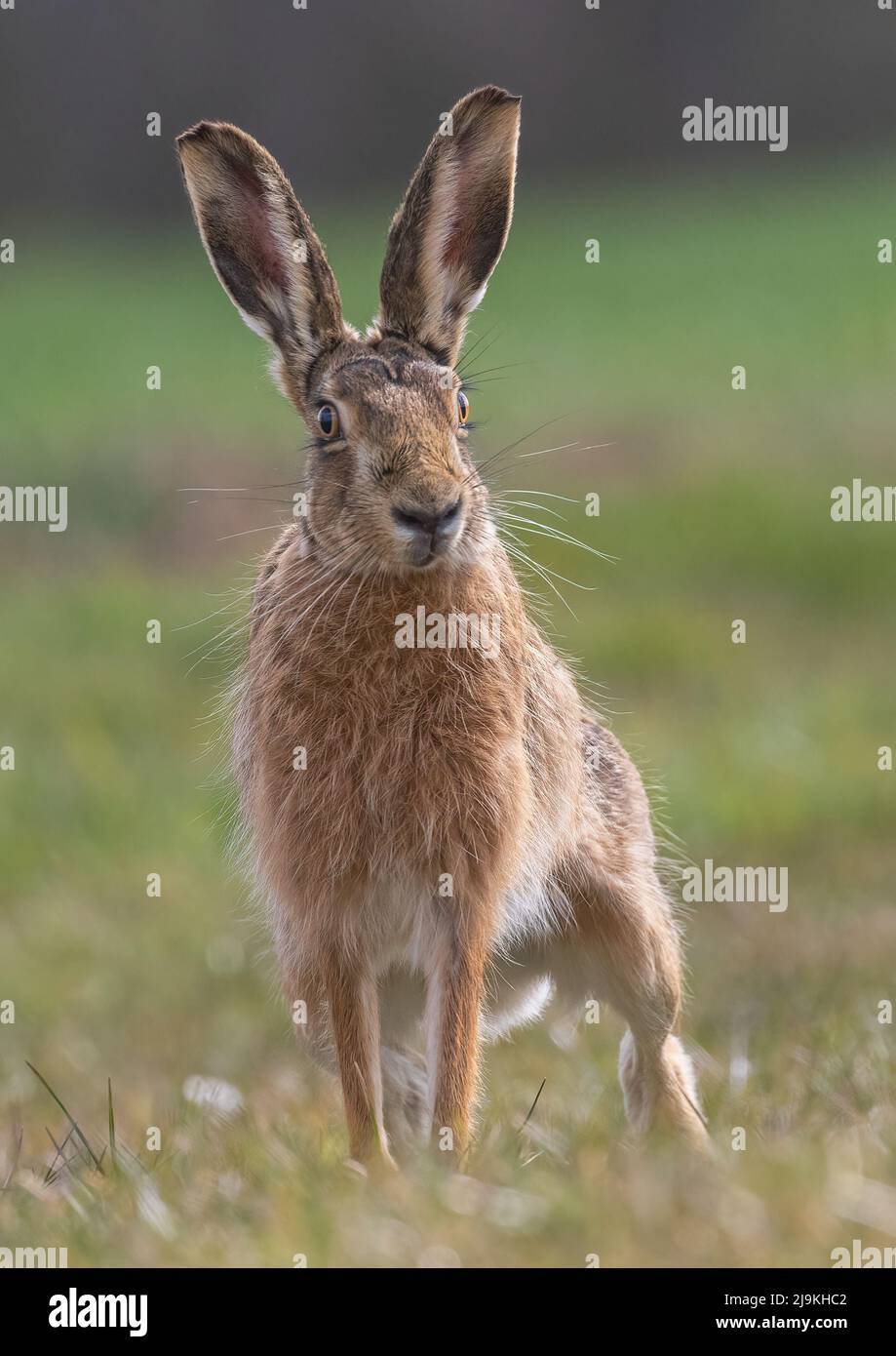 Siehst du mich an, einen frechen braunen Hasen, der mit einem selbstbewussten Blick auf die Kamera blickt - Suffolk, Großbritannien Stockfoto
