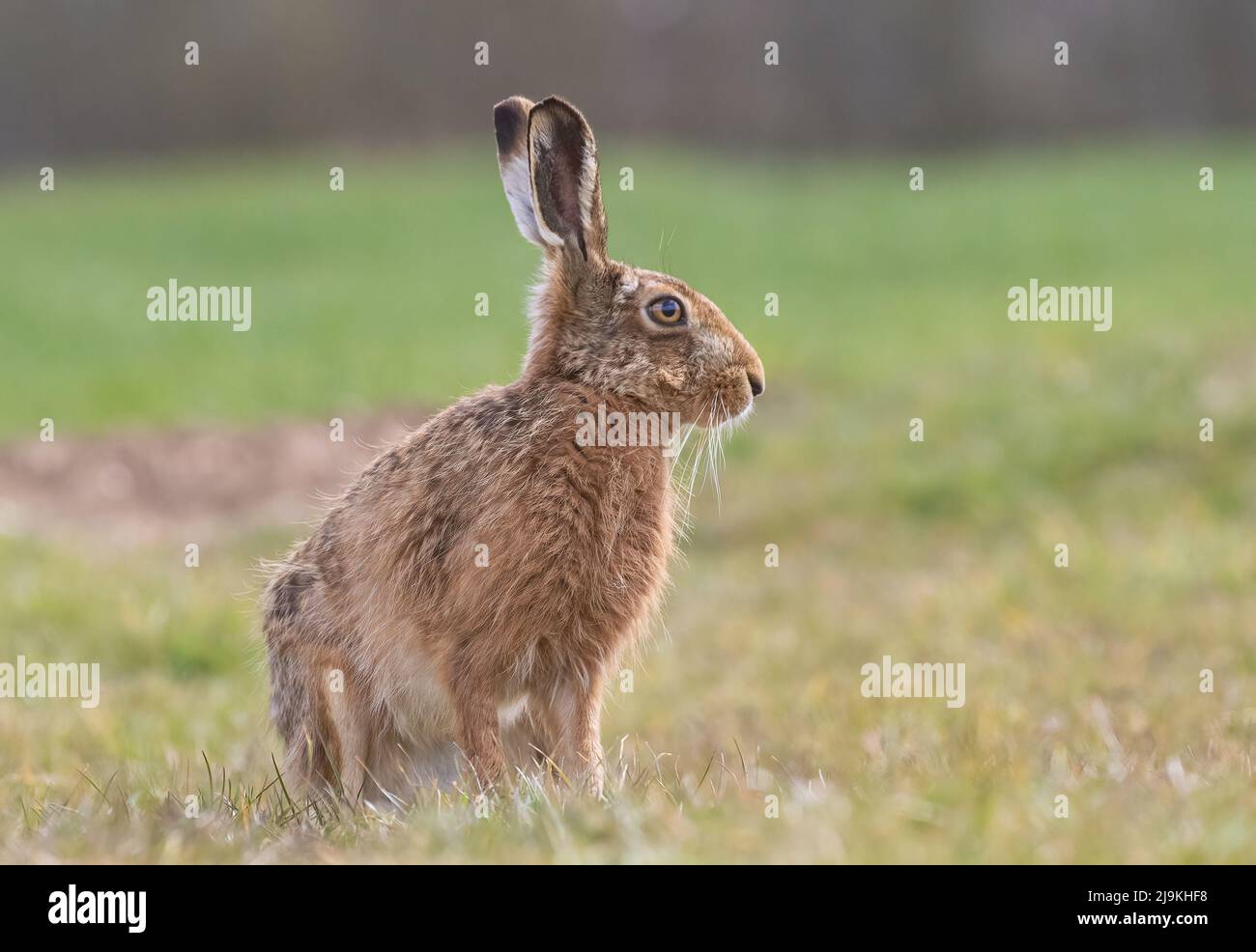 Ein brauner Hase sitzt seitlich zur Kamera und zeigt Details seines orangen Auges, großer Ohren und zotteligem braunen Fell - Suffolk, Großbritannien Stockfoto