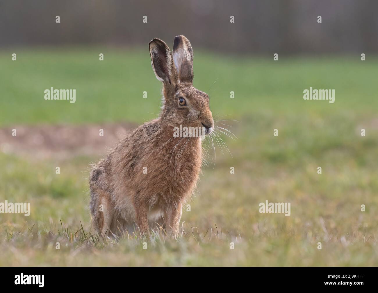 Ein gutherzig aussehender brauner Hasen sitzt ruhig vor der Kamera. Zeigt Details seiner hellen Augen, großen Ohren und wunderbaren Whisker - Suffolk, UK Stockfoto