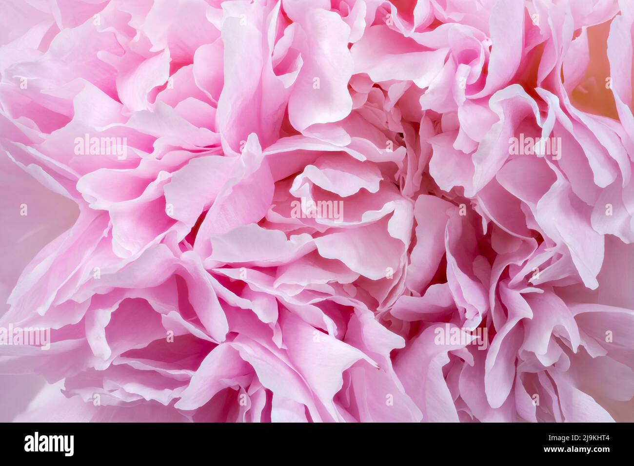 Nahaufnahme der schönen weichen Blütenblätter einer rosa Pfingstrose Stockfoto