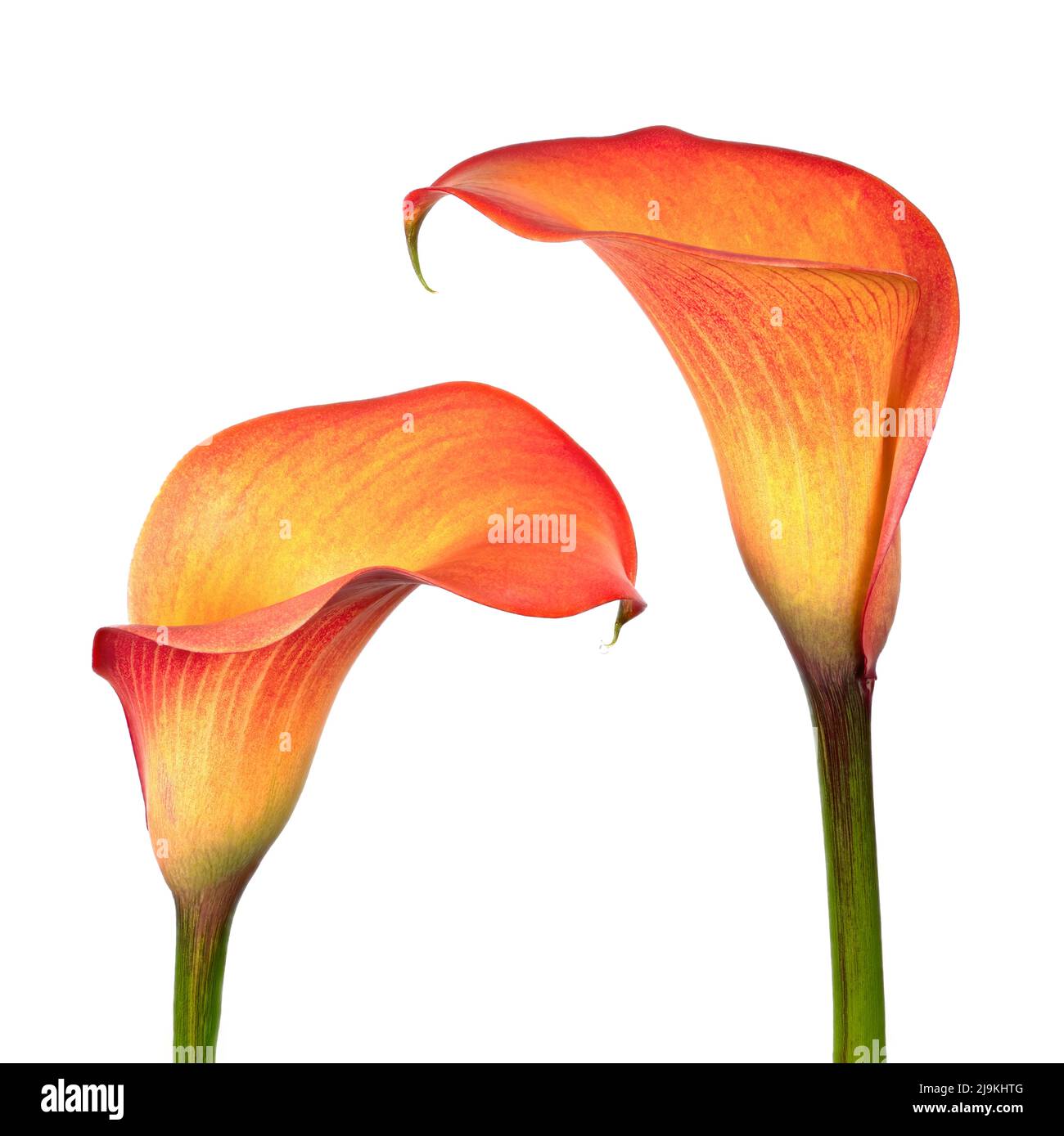 Ein Paar atemberaubender, leuchtend orangefarbener Call Lily-Blumen, fotografiert vor weißem Hintergrund Stockfoto