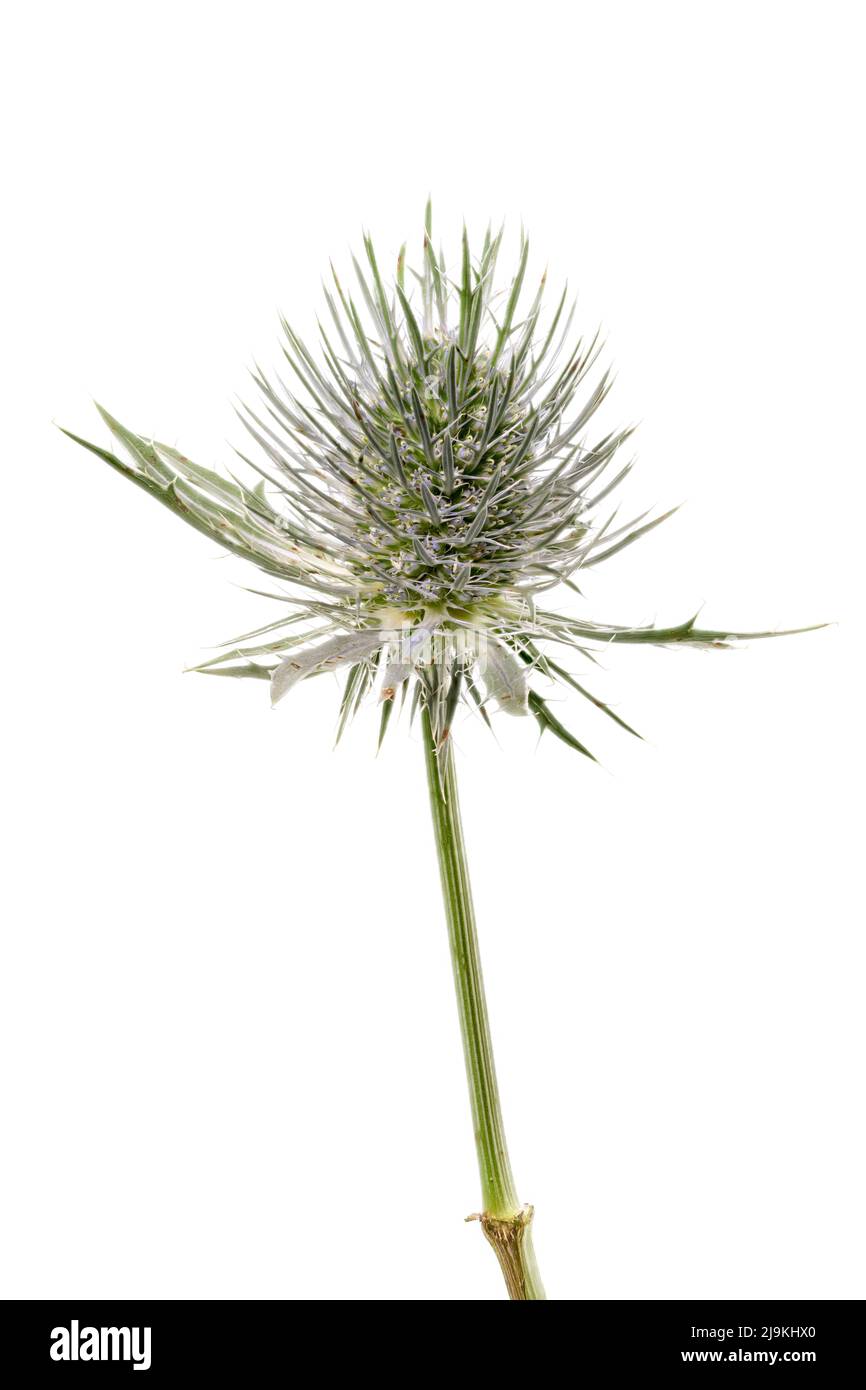 Sea Holly, (Eryngium maritimum), fotografiert vor einem schlichten weißen Hintergrund Stockfoto
