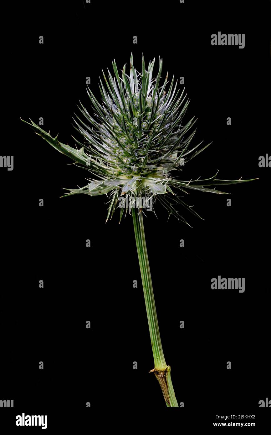 Sea Holly, (Eryngium maritimum), fotografiert vor einem schlichten schwarzen Hintergrund Stockfoto