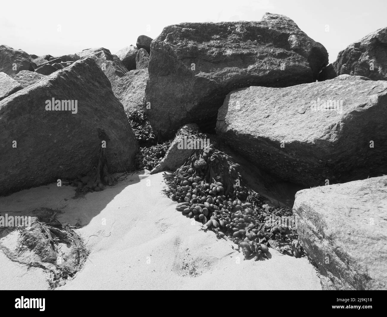 Felsen, Muschel und Algen am Strand in schwarz und weiß Stockfoto
