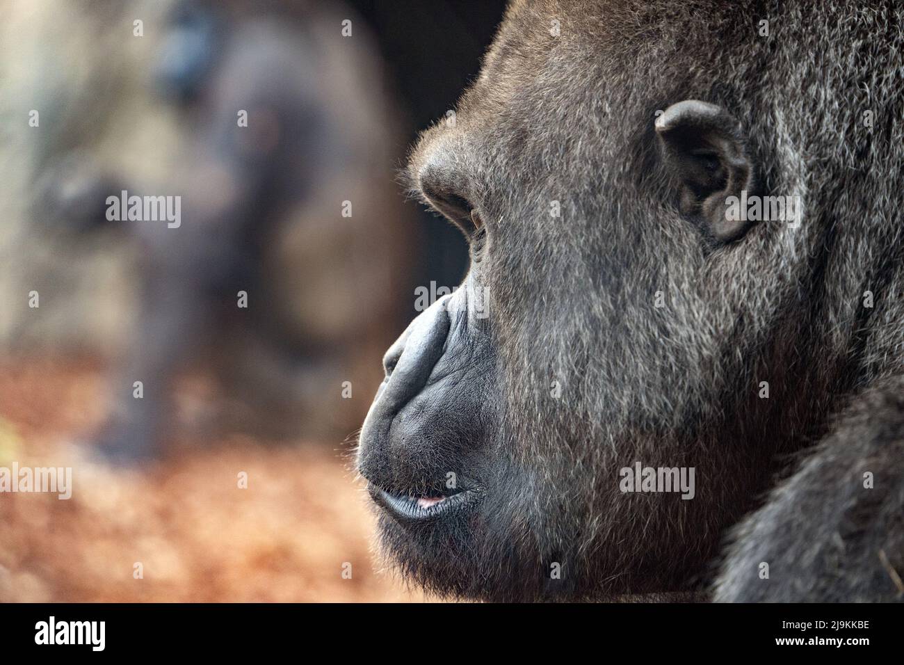 silverback männlich Gorilla Porträt suchen Stockfoto