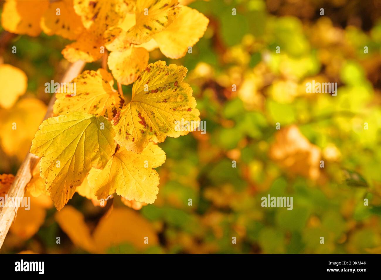 Gelbe Herbstblätter im malerischen Herbstpark. Im Freien. Sonniger Tag, warmes Wetter. Herbst im Wald. Stockfoto