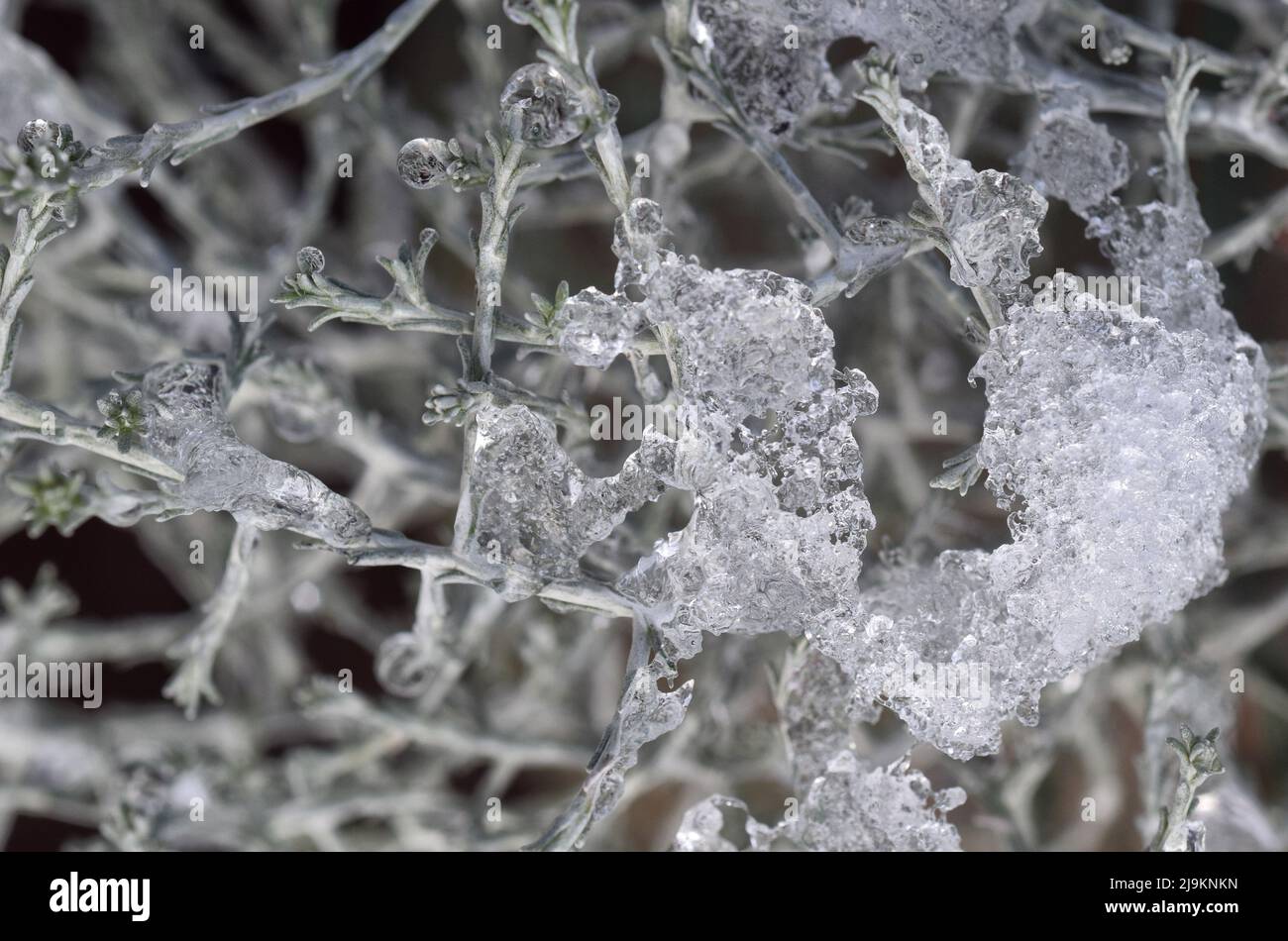 Eis auf der Pflanze Stockfoto