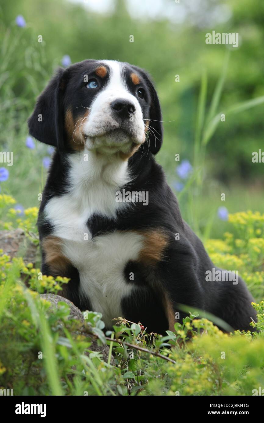 Erstaunlicher Welpe des Größeren Schweizer Berghundes im Garten Stockfoto