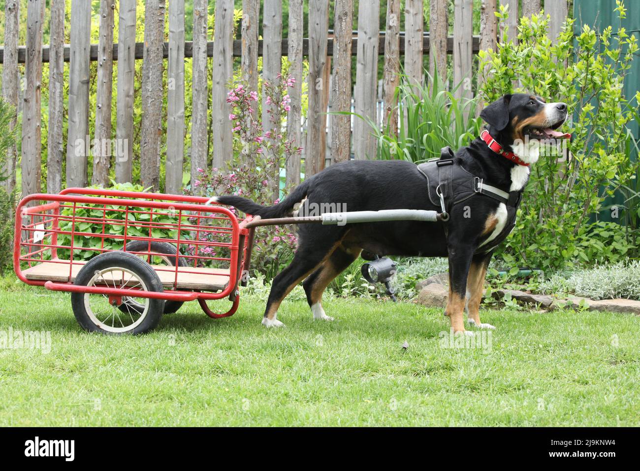 Hündin des Größeren Schweizer Berghundes mit einem Buggy Stockfoto