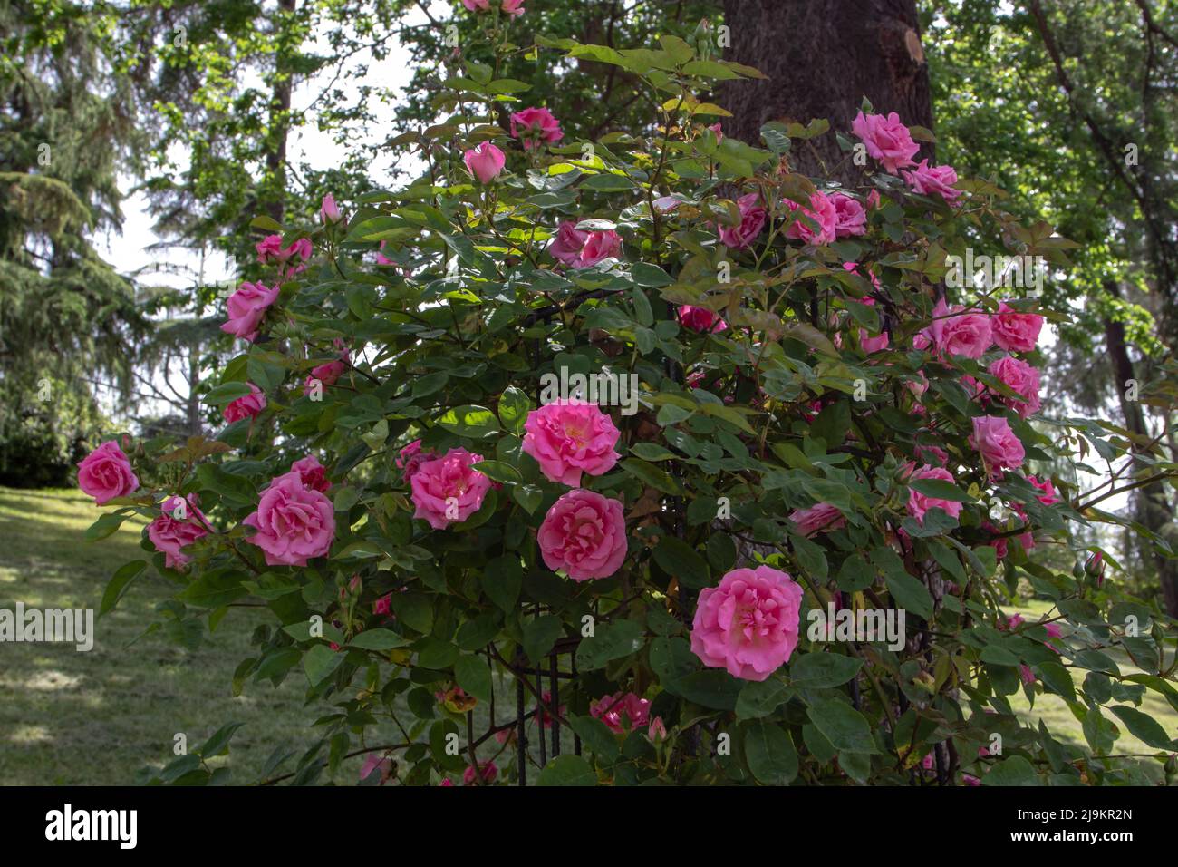 MADRID, SPANIEN - Mai 12,2022: Zephirine drouhin altmodische Kletterrose mit tiefrosa Blüten im Rosengarten Ramon Ortiz,Rosaleda del Parq Stockfoto