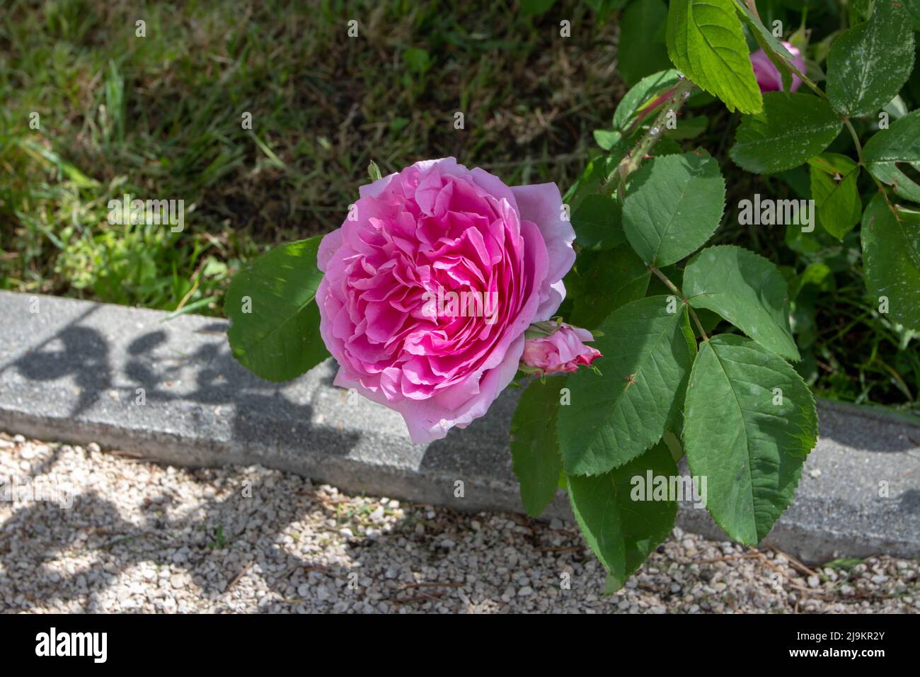 MADRID, SPANIEN - Mai 12,2022: Comte de Chambord altmodische Strauchrose hellmagenta vollblättrige, offene, flache viertteilte Blume im Rosengarten Ramon Stockfoto