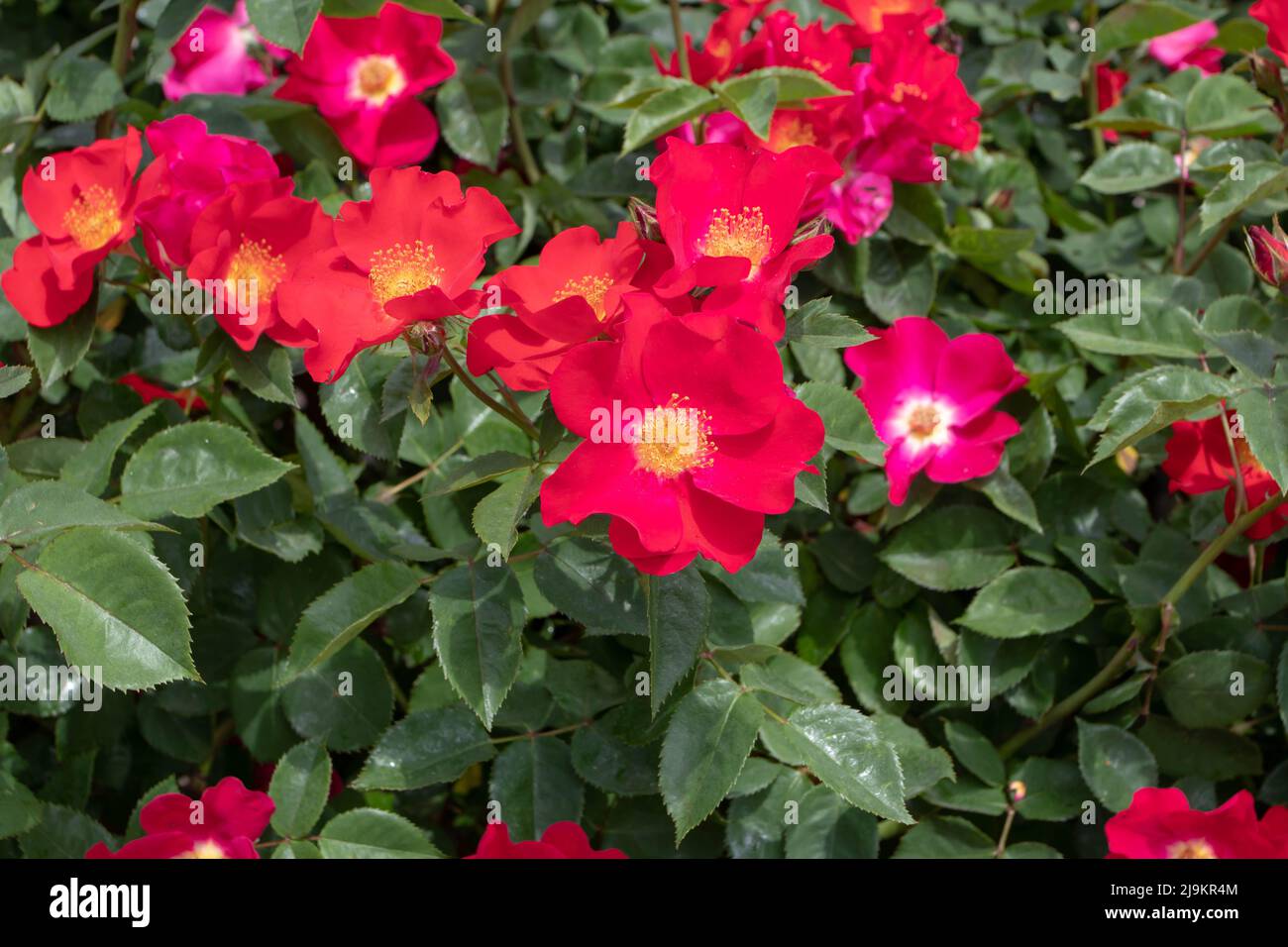 MADRID, SPANIEN - Mai 12,2022: MEIlacneis floribunda Rose mit leuchtend roten einfachen Blüten im Rosengarten Ramon Ortiz,Rosaleda del Parque Oeste,Madrid, Stockfoto