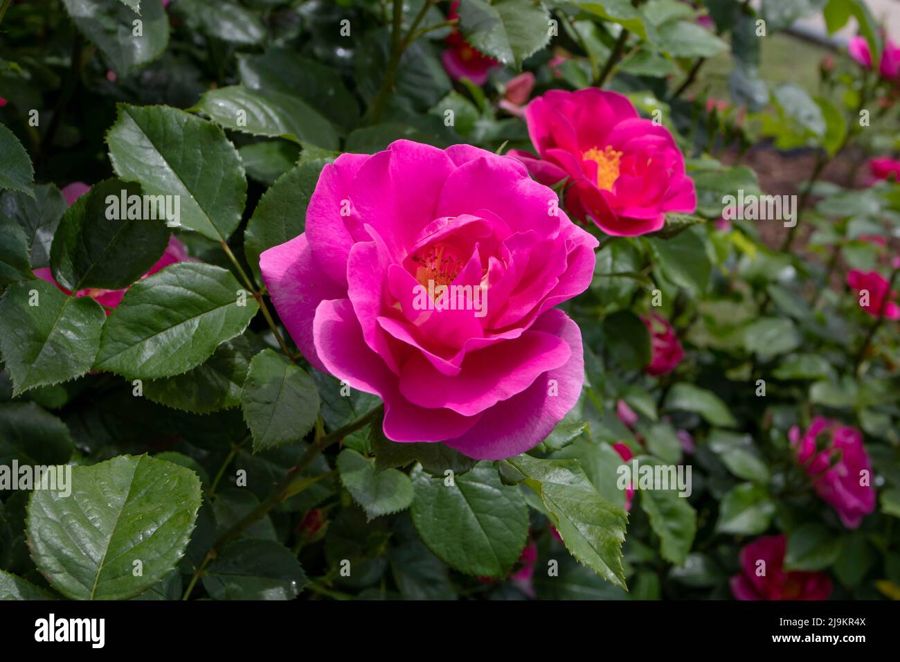 MADRID, SPANIEN - Mai 12,2022: Delcaros floribunda Rose mit rosa halbdoppelten Blüten mit gelben Anthern im Rosengarten Ramon Ortiz,Rosaleda del Par Stockfoto